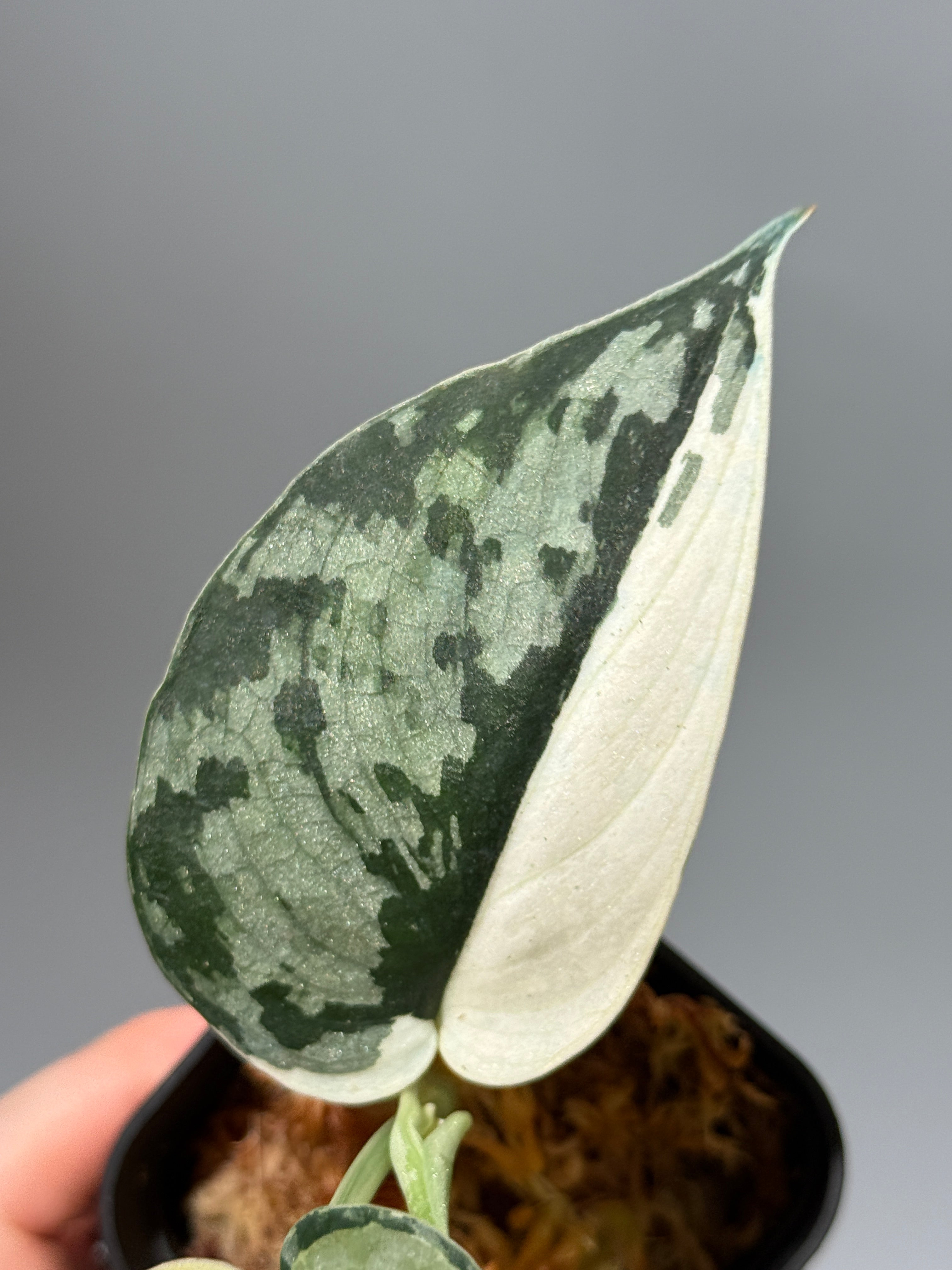 Nakayama Plants公式オンラインストア｜スキンダプサス専門店