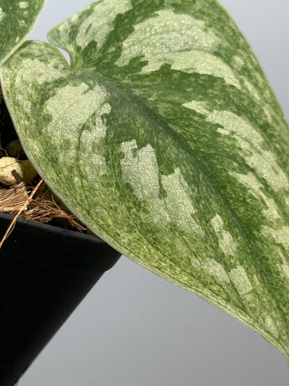 スキンダプサス ネビュラ / Scindapsus Nebula (4)