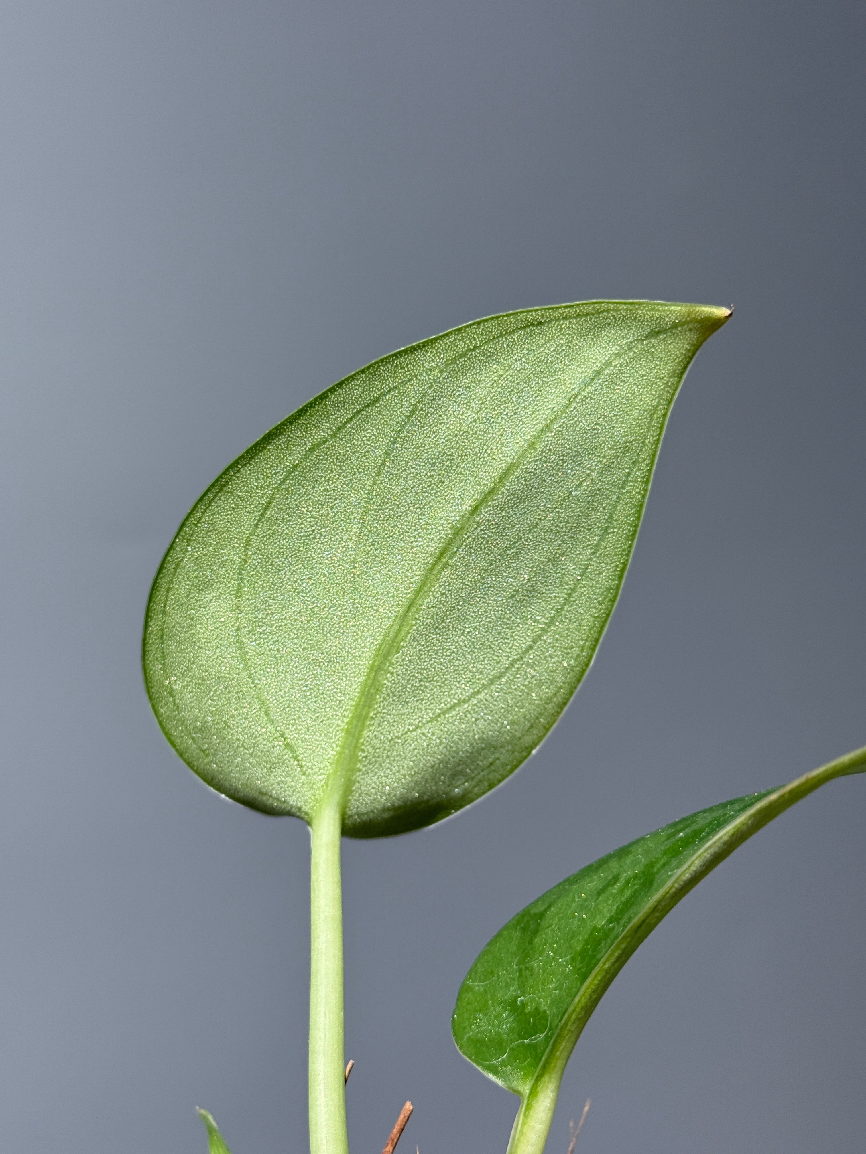 スキンダプサス パイソン / Scindapsus Python (1) – Nakayama-Plants