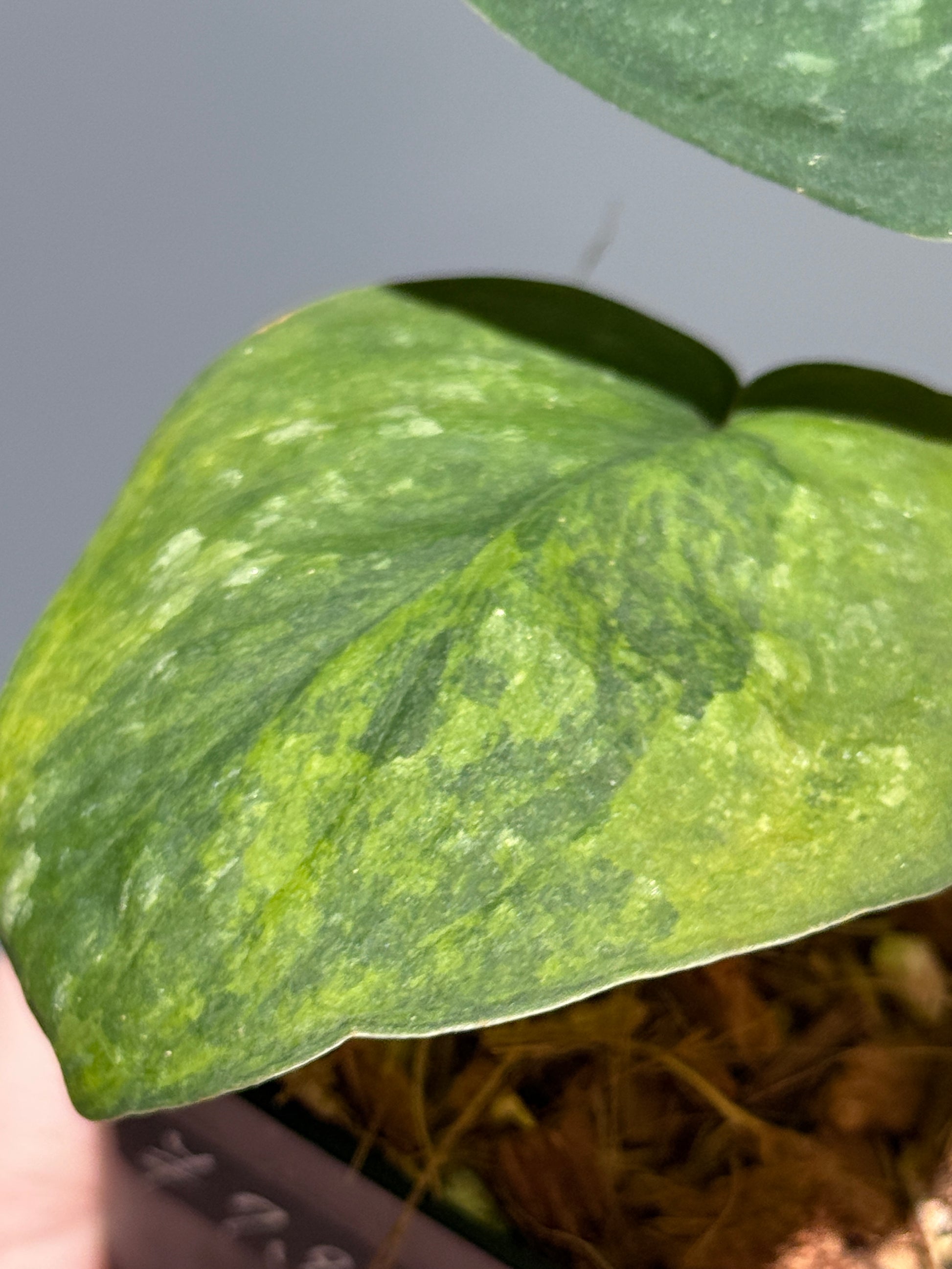 スキンダプサス グリーン ドラゴン / Scindapsus Green dorgon (1)