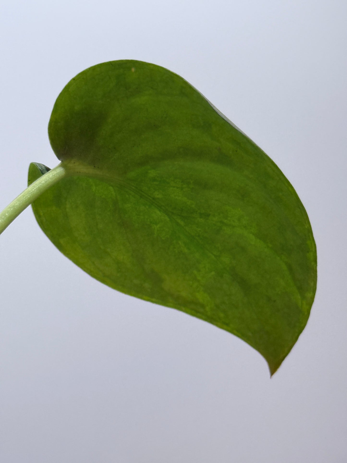 スキンダプサス sp.ジャンビ / Scindapsus sp.jambi (3)