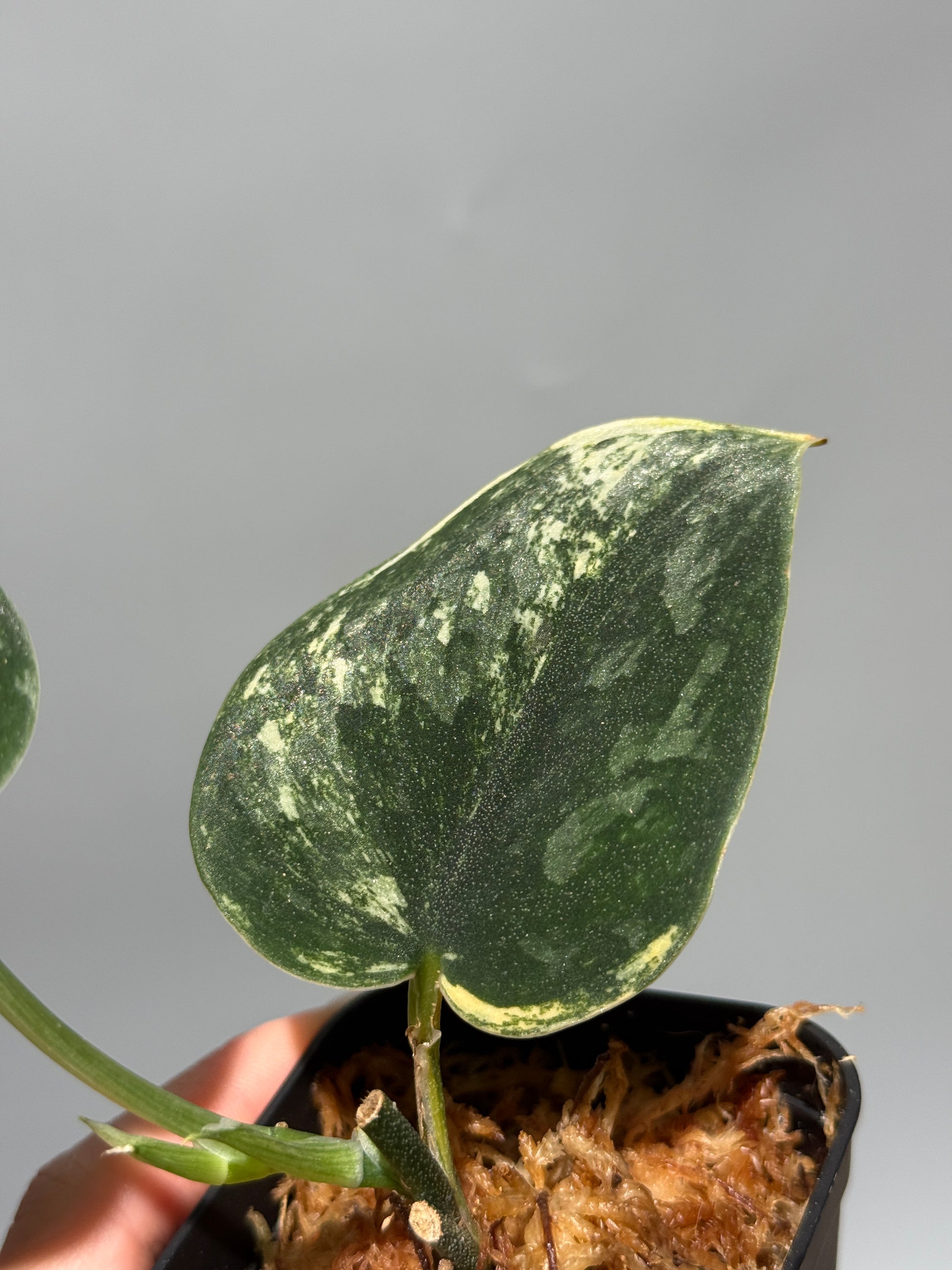 スキンダプサス グリーン ダイヤモンド / Scindapsus Green diamond (1)