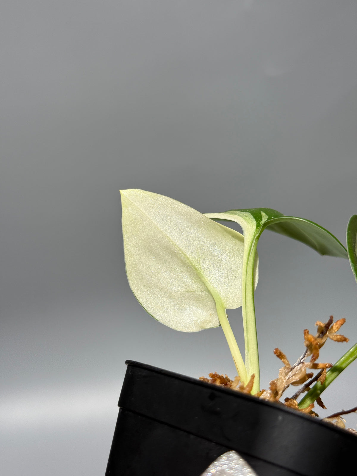 スキンダプサス トレビー ムーンライト 斑入り  / Scindapsus treubii moonlight var. (1)