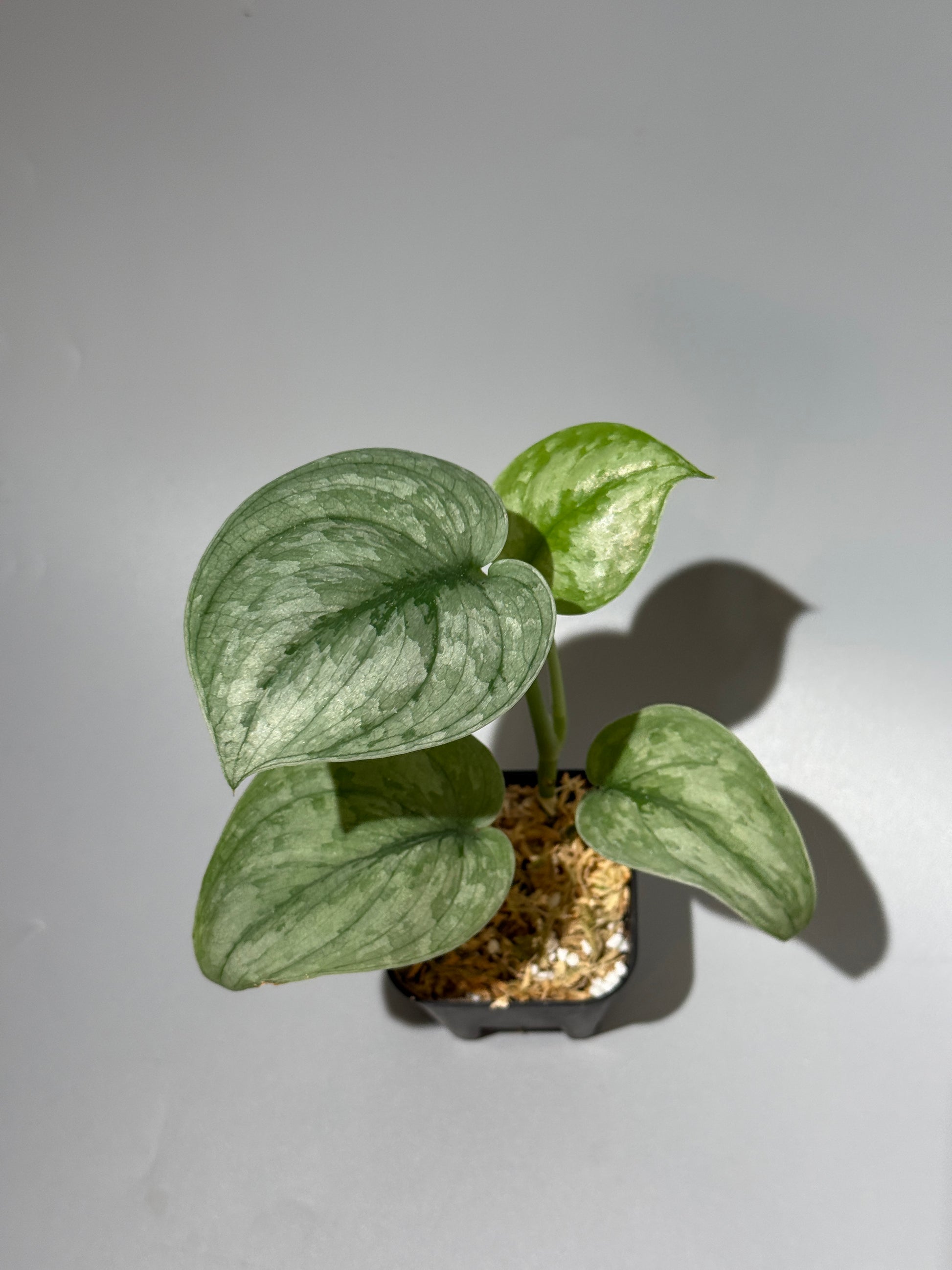 スキンダプサス Sp.バニュマス / Scindapsus Sp.Banyumas (2)