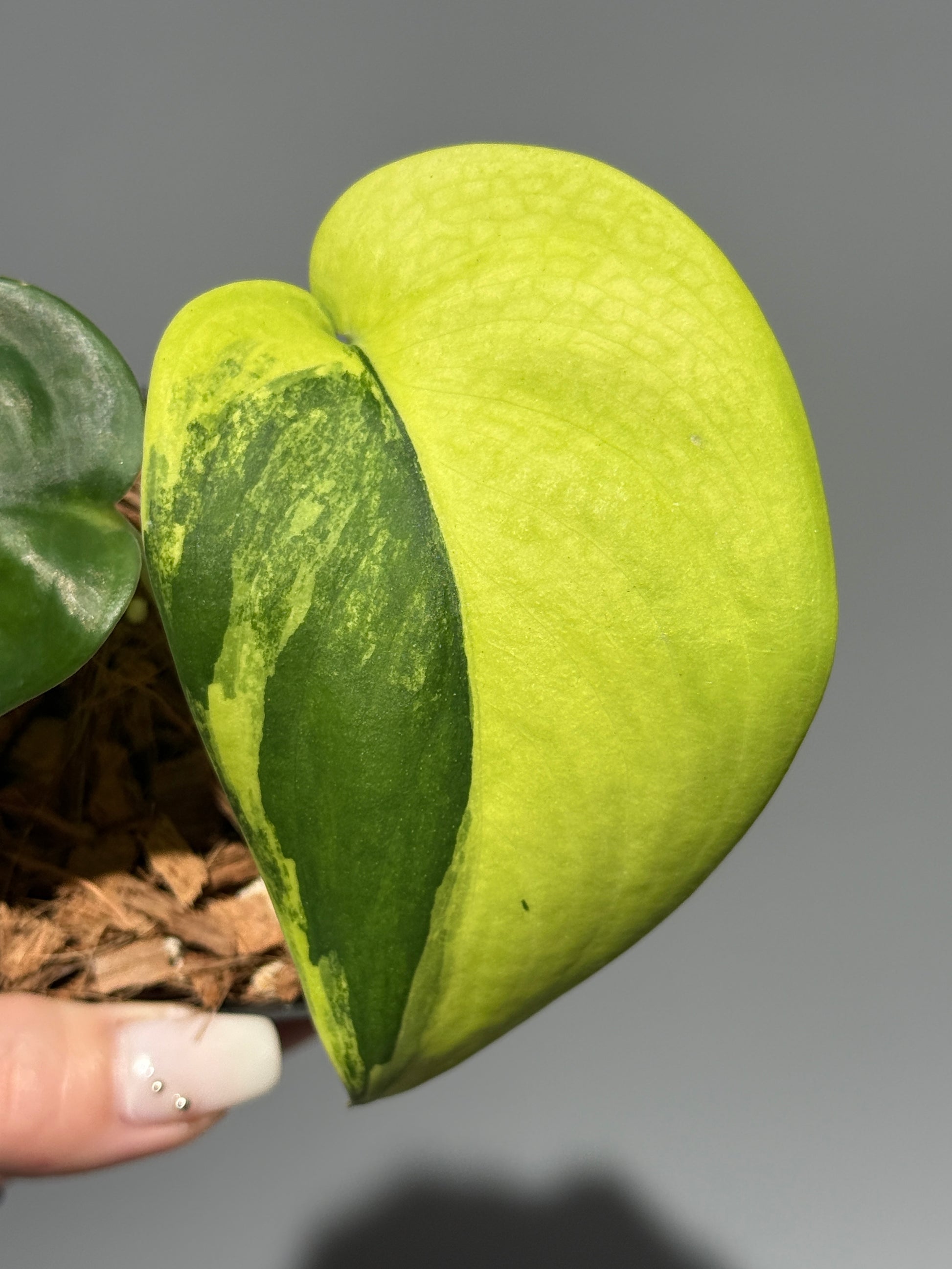 スキンダプサス ジェイドサテン オーレア  / Scindapsus jadesatin aurea (1)