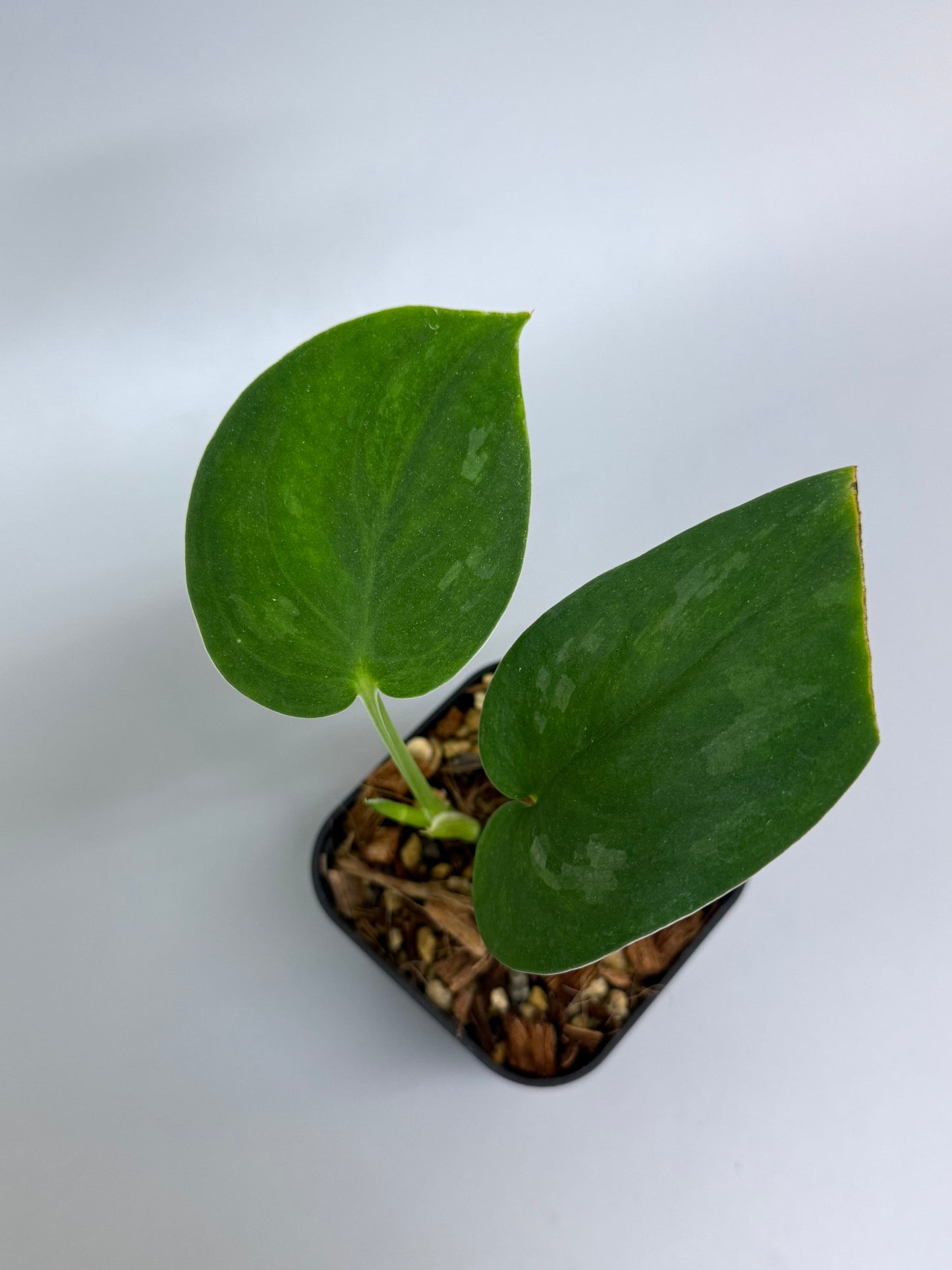 スキンダプサス グリーン エメラルド / Scindapsus green emerald (1)