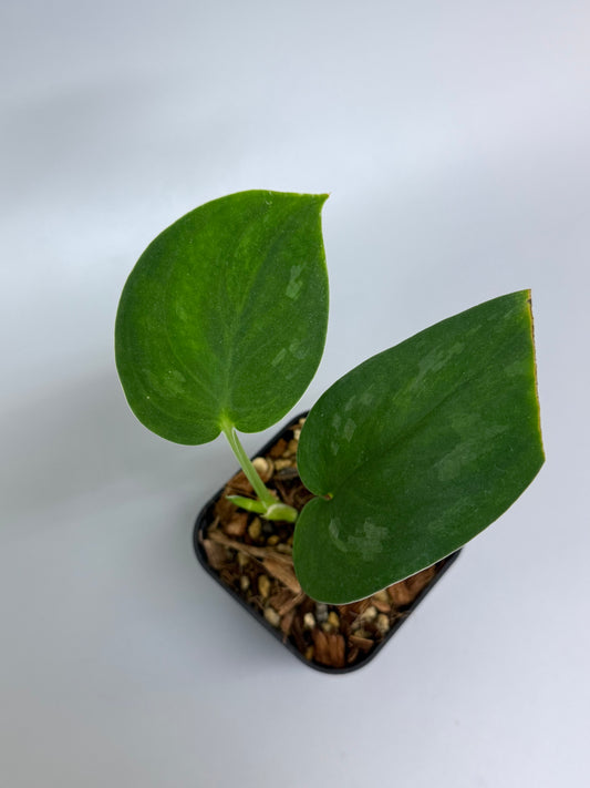スキンダプサス グリーン エメラルド / Scindapsus green emerald (1)