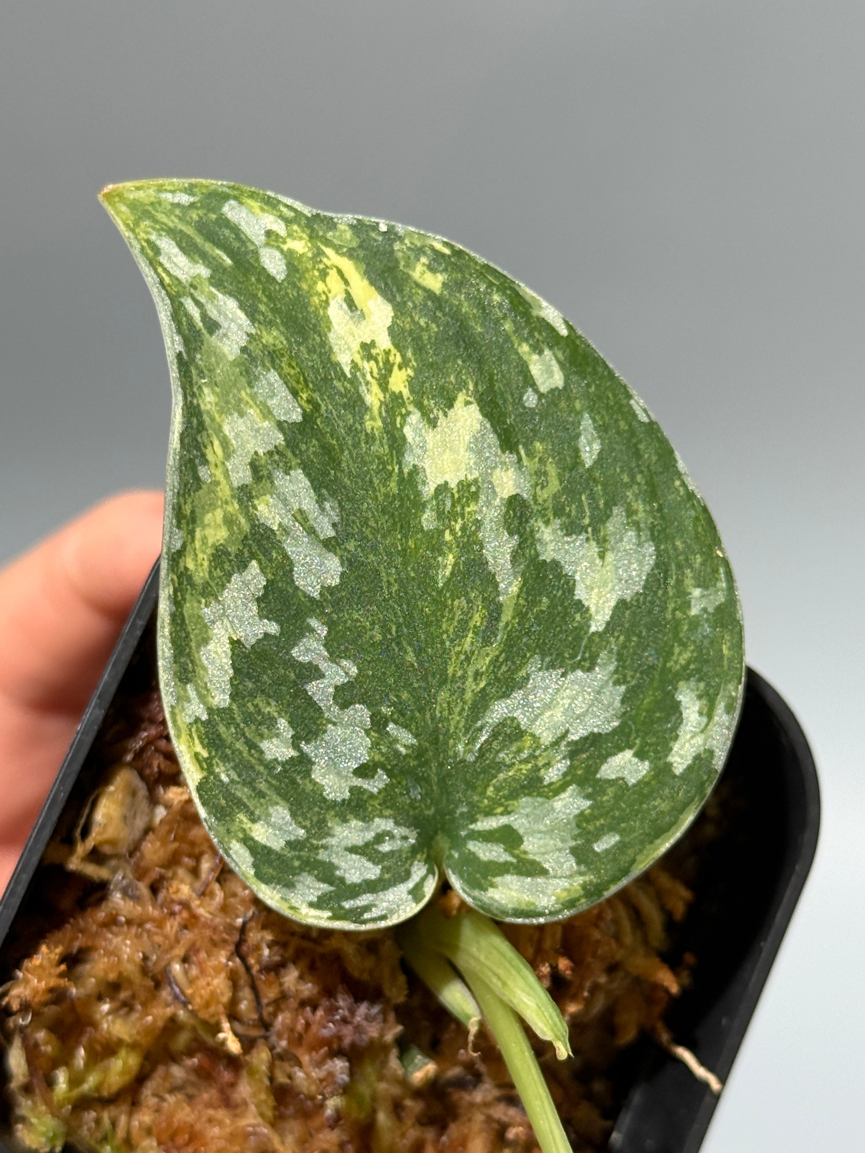 All Plants – Nakayama-Plants