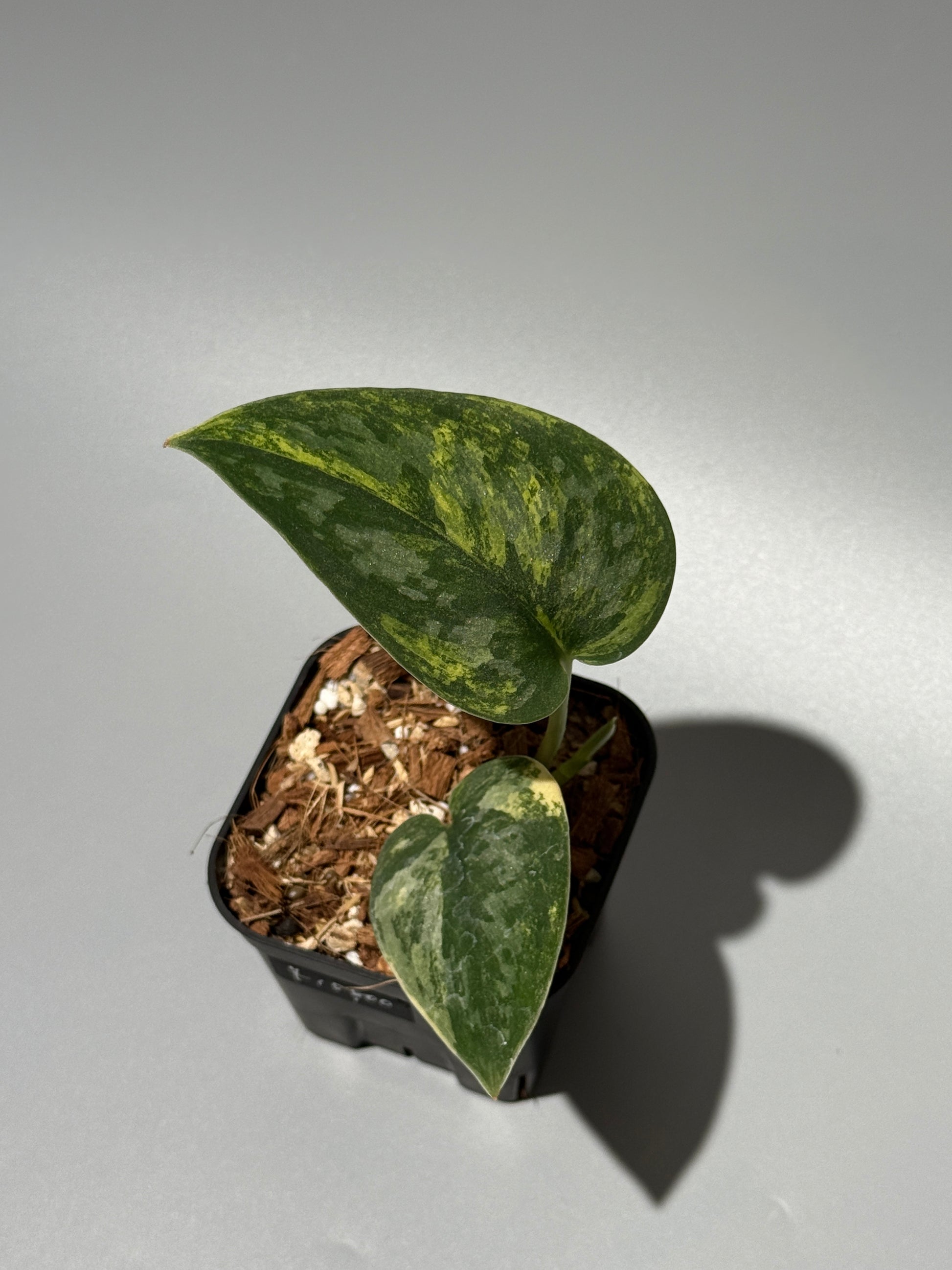 スキンダプサス グリーン ダイヤモンド / Scindapsus Green diamond (1)