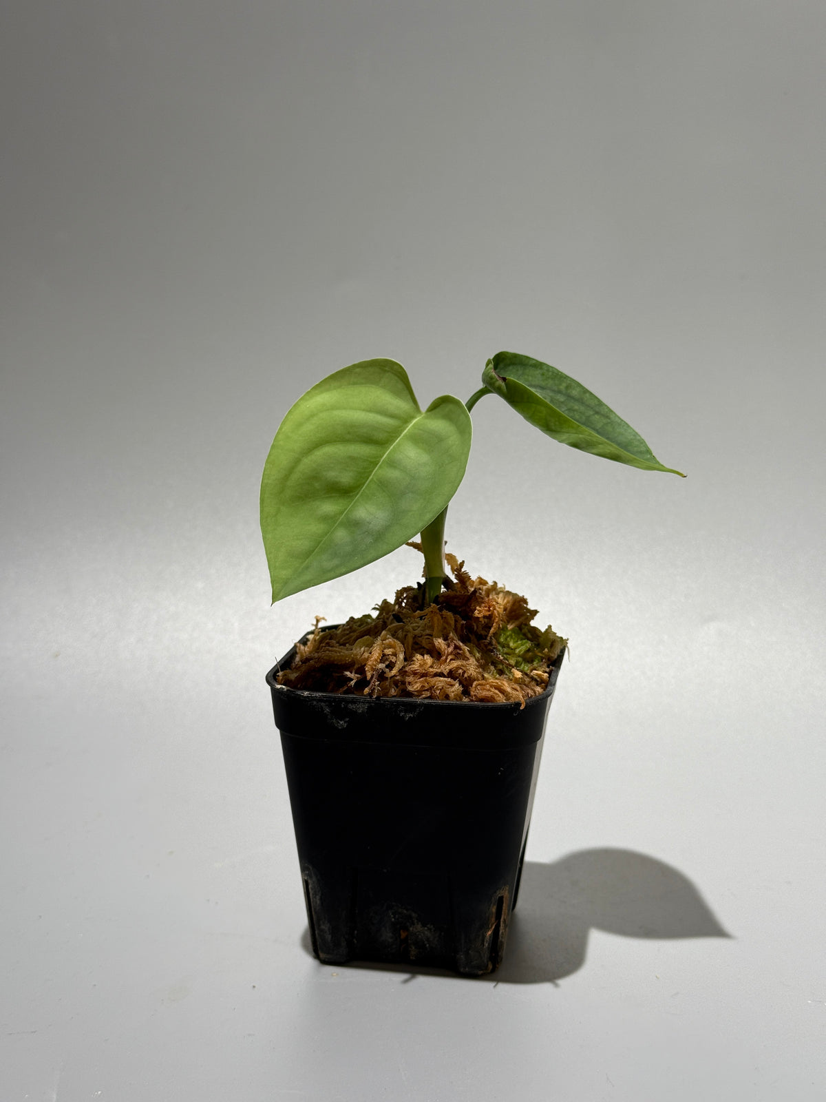 スキンダプサス ルーセンス  / Scindapsus Lucens  (1)