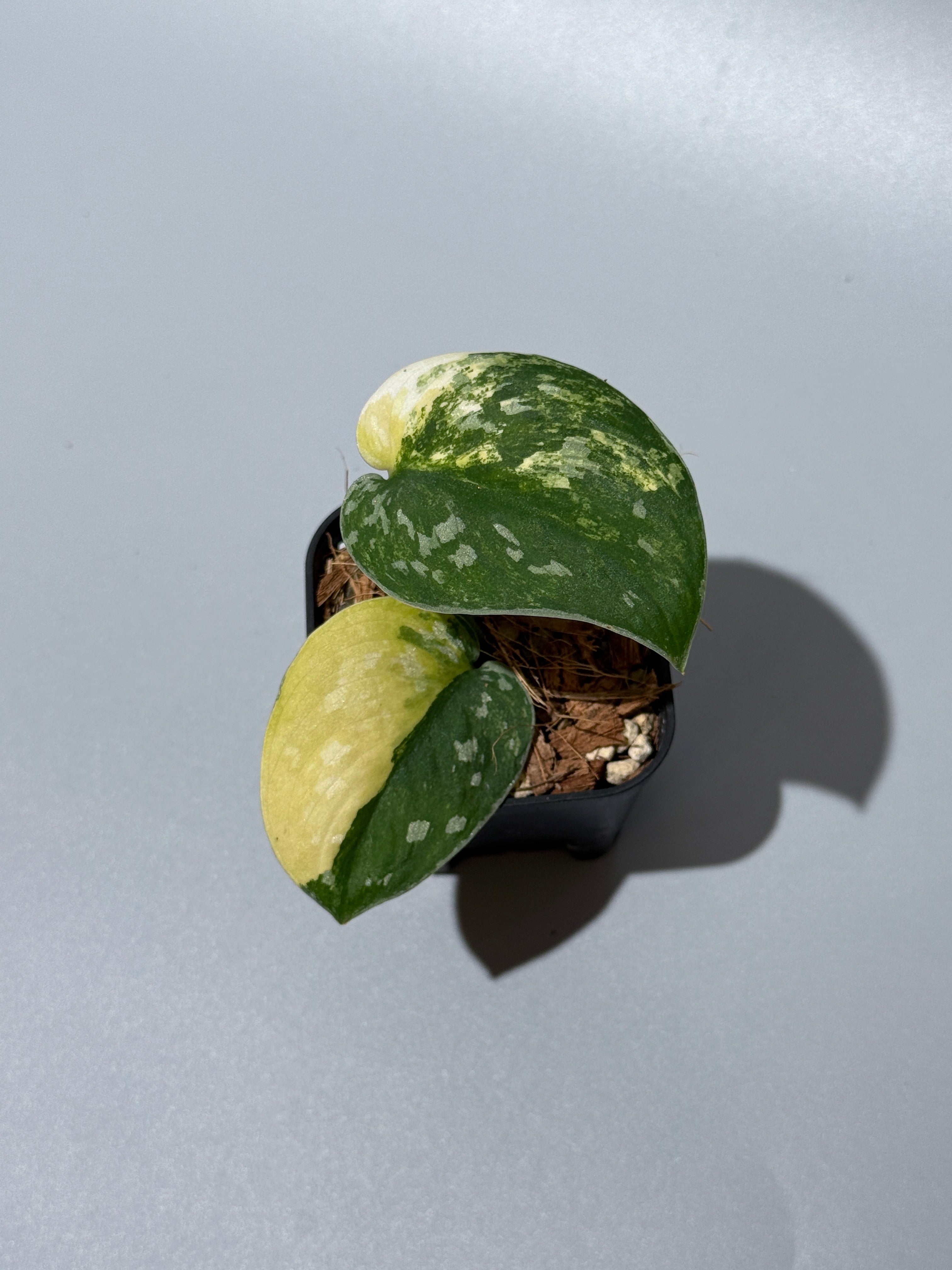 All Plants – Page 2 – Nakayama-Plants