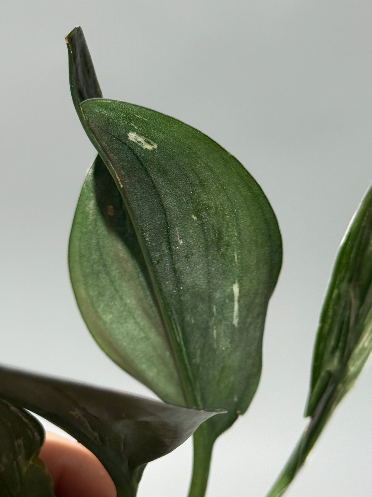 スキンダプサス トレビー ダークフォーム ミューテーション/Scindapsus Treubii darkform mutation (1)