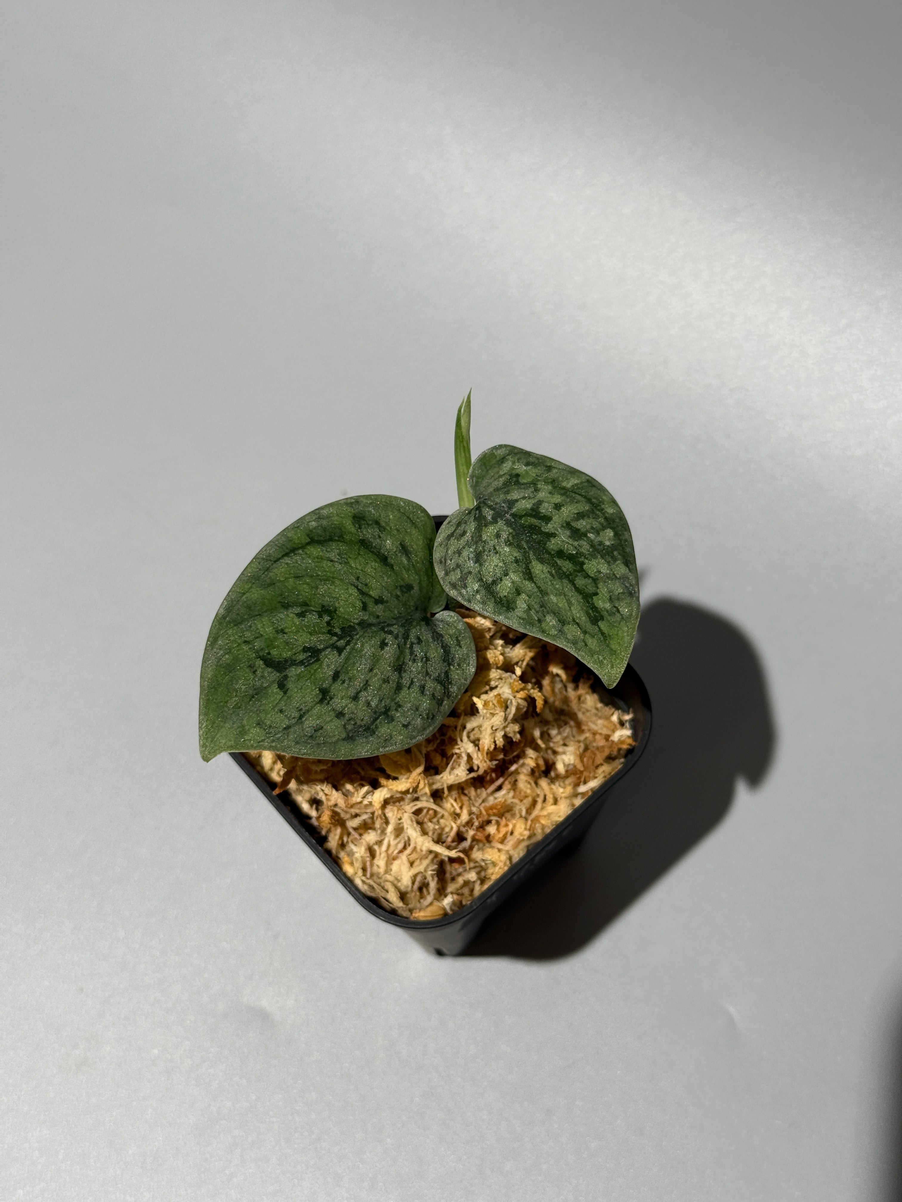 All Plants – Nakayama-Plants