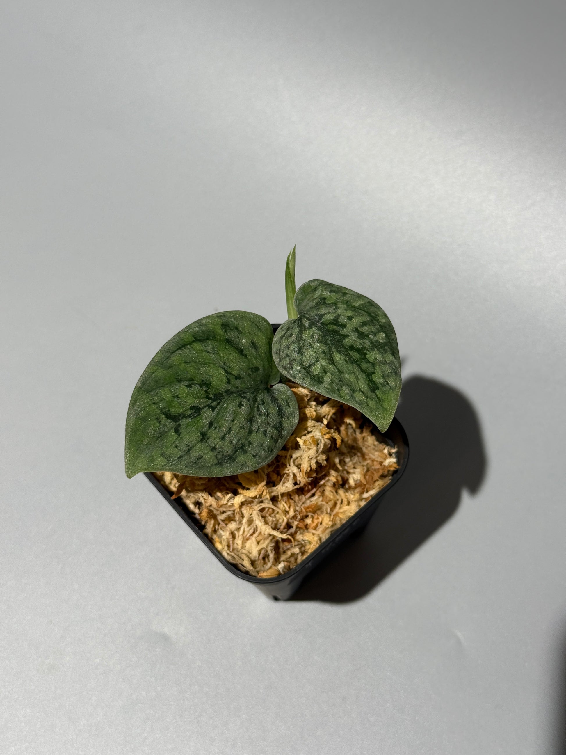 スキンダプサス スノーフレック ミューテーション  / Scindapsus snowfleck mutation (1)