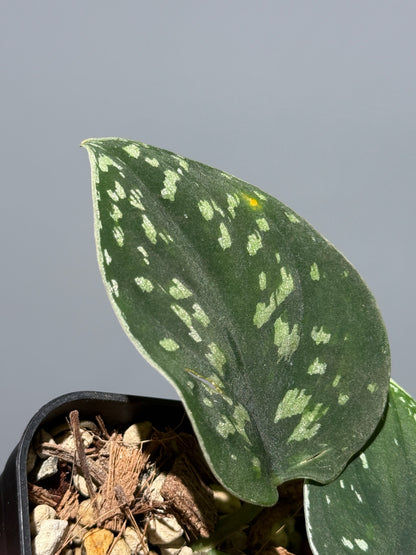 スキンダプサス ダーク トリカラー sp.ボルネオ / Scindapsus Dark tricolor sp.borneo (1)
