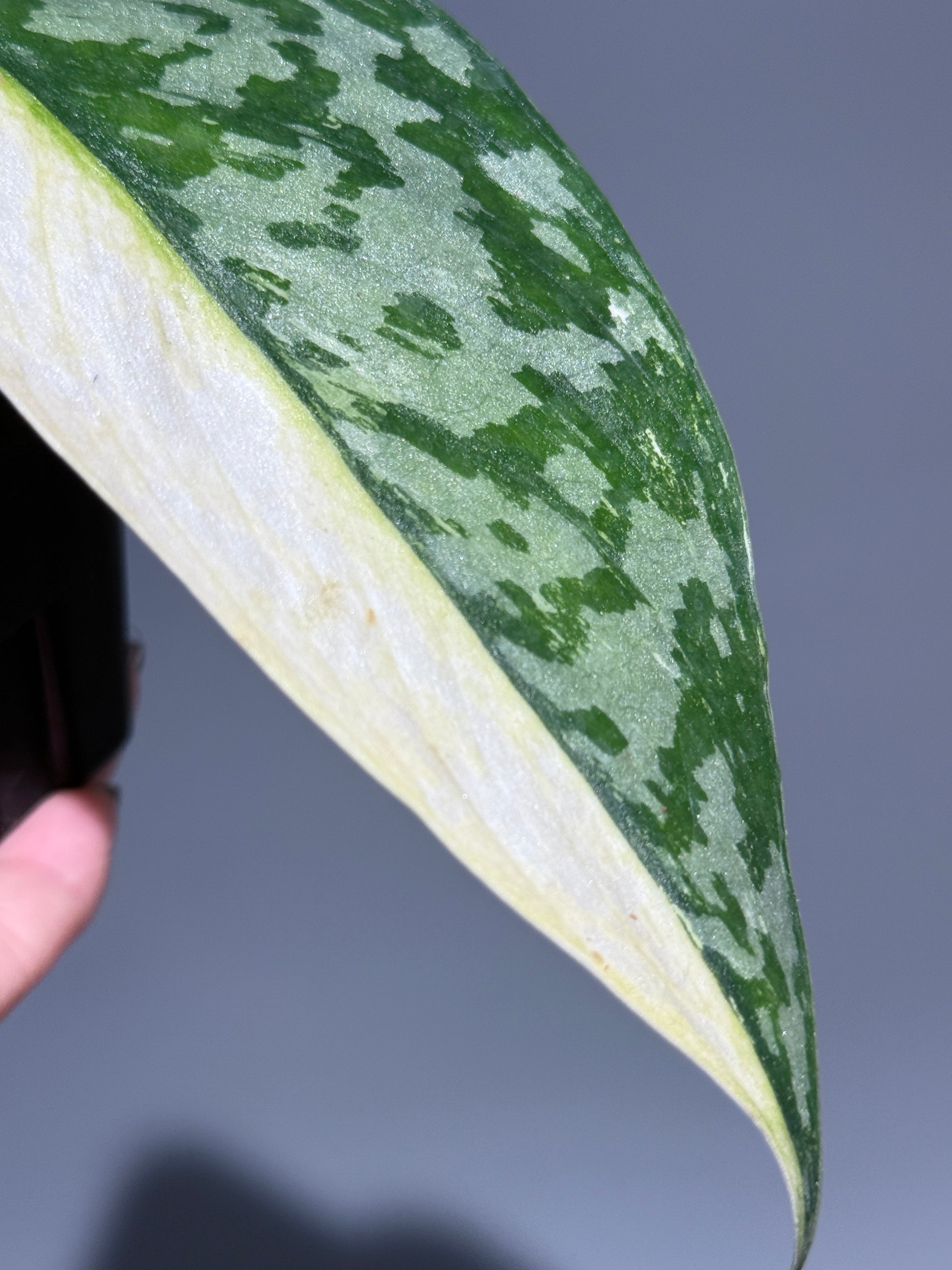 スキンダプサス ラカンビニ / Scindapsus lakambini  (1)