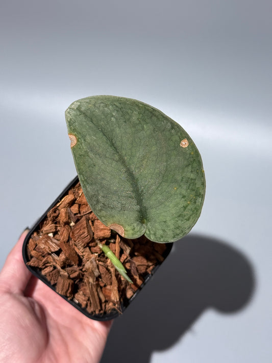 スキンダプサス シルバー スポット sp.カリマンタン / Scindapsus Silver spot sp.Kalimantan (1)