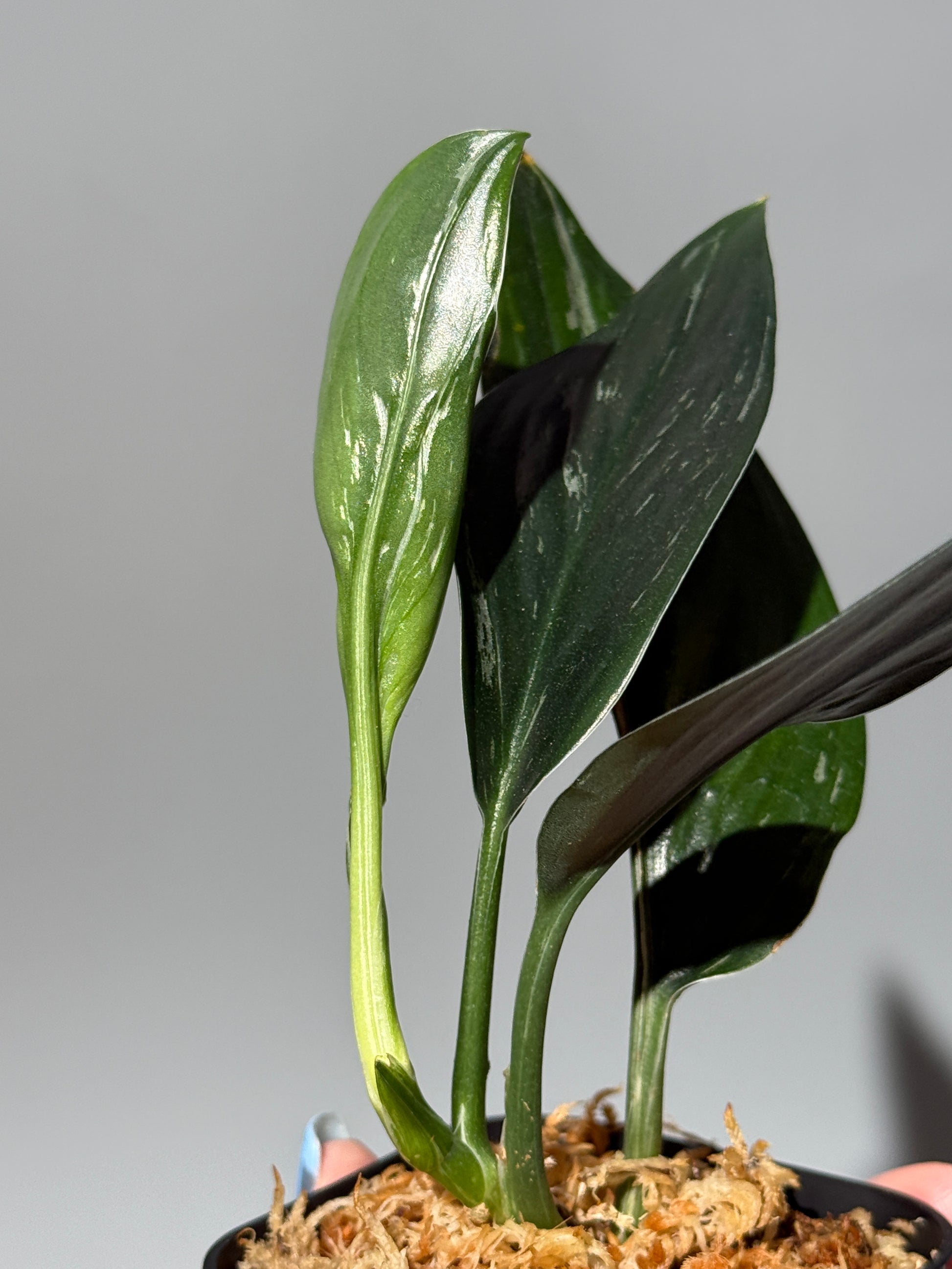 スキンダプサス トレビー ダークフォーム ミューテーション/Scindapsus Treubii darkform mutation (2)