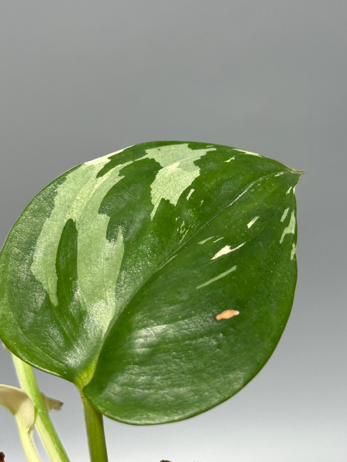 スキンダプサス トレビー ムーンライト 斑入り  / Scindapsus treubii moonlight var. (1)