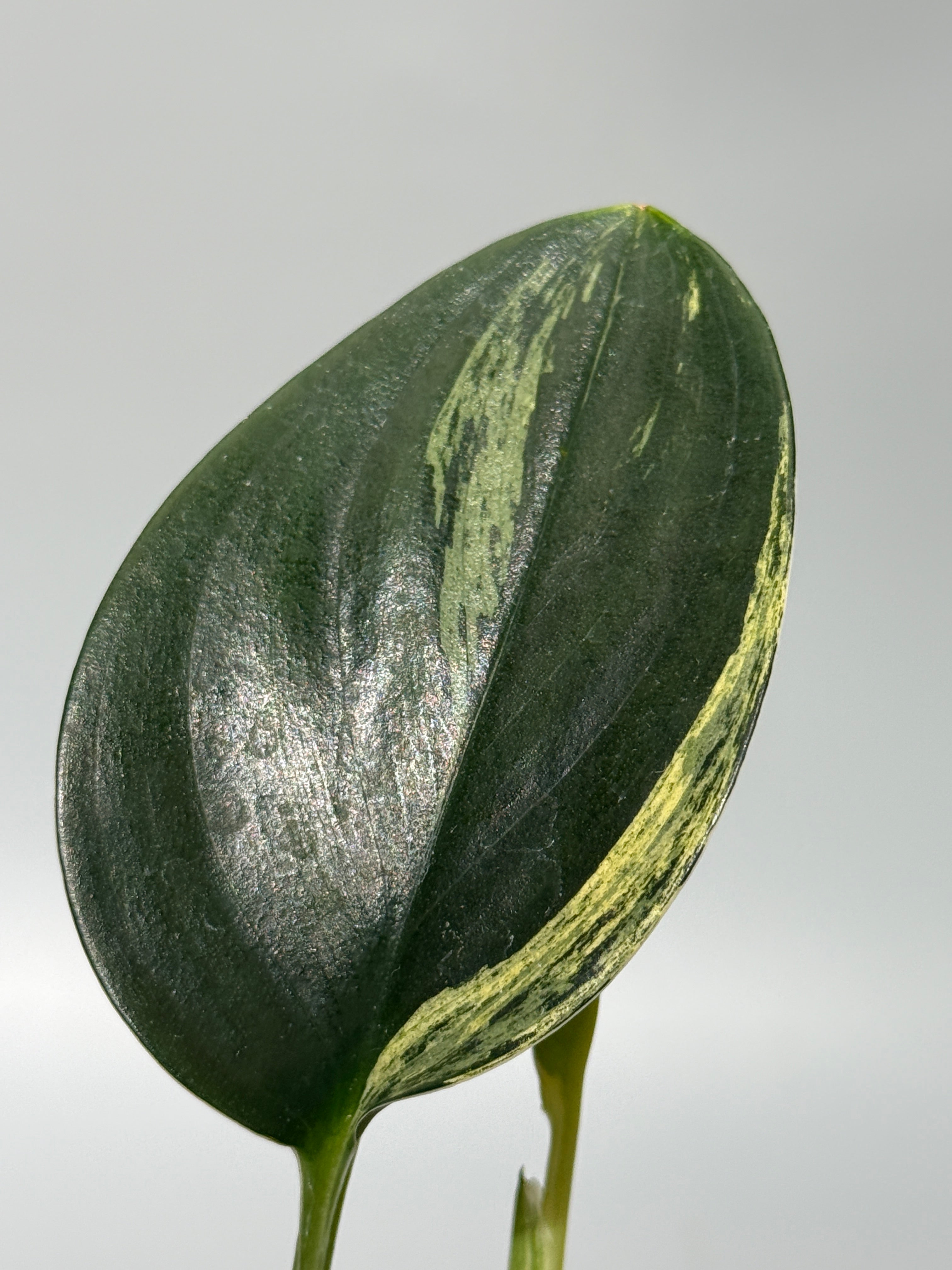 All Plants – Nakayama-Plants
