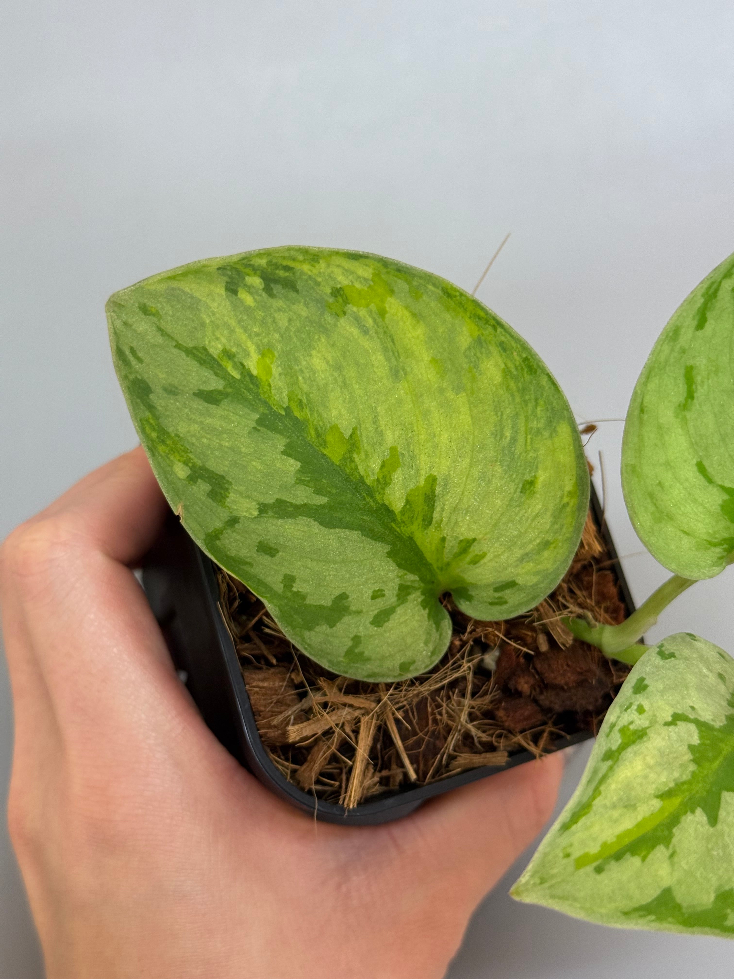 スキンダプサス ユパ / Scindapsus Yupa (1) – Nakayama-Plants