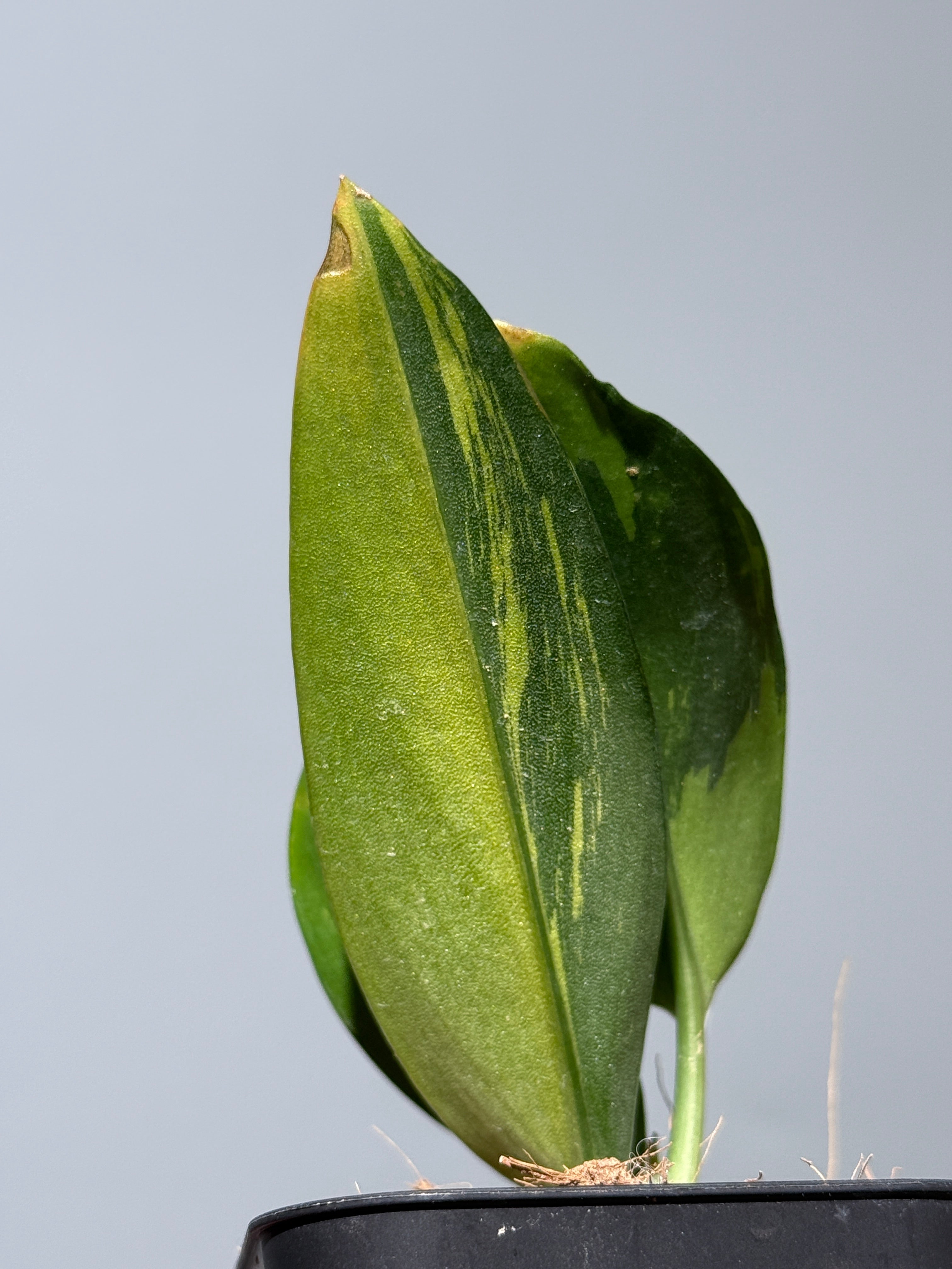 スキンダプサス トゥワイライト / Scindapsus Twilight (2) – Nakayama