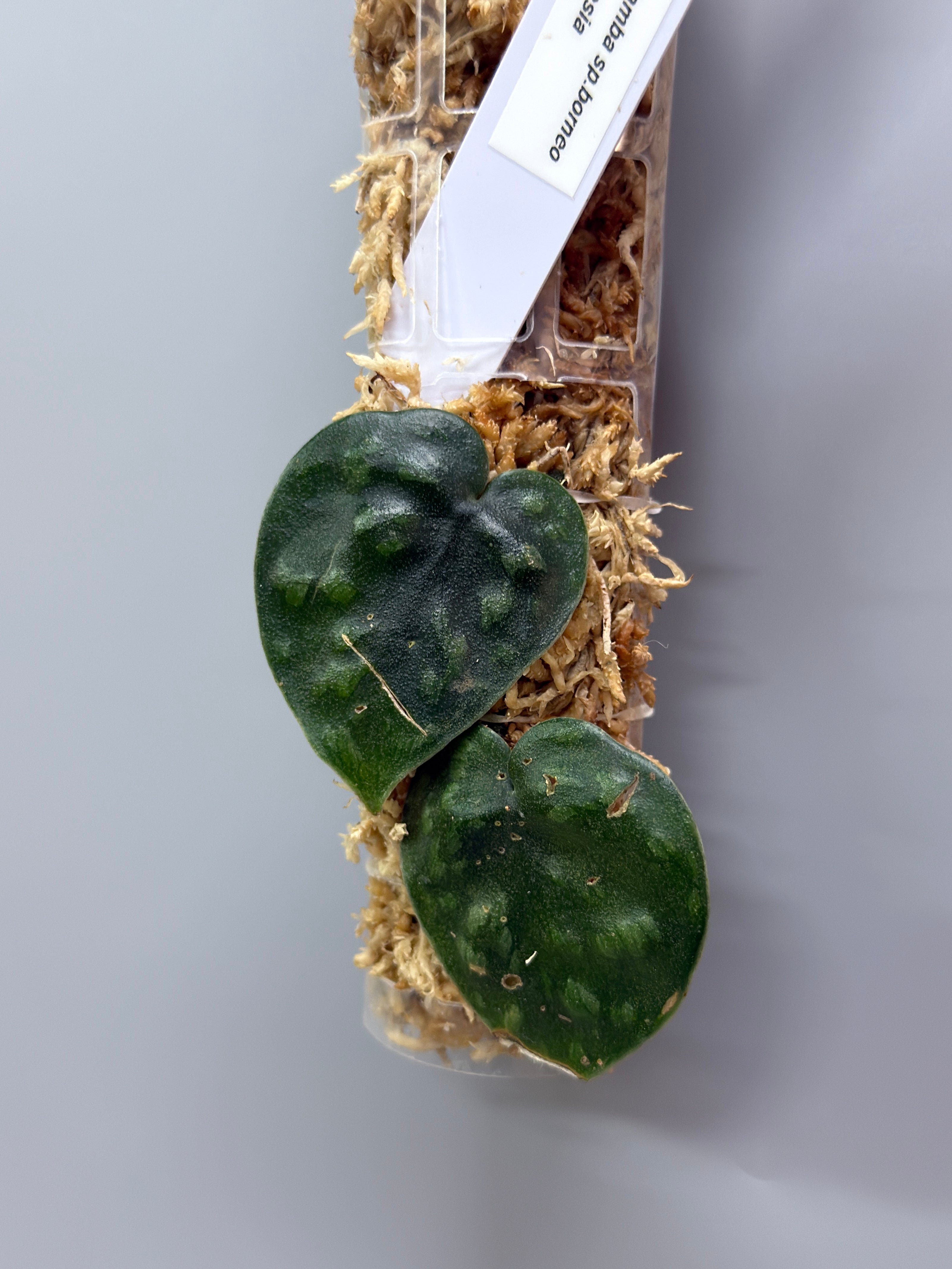 スキンダプサス　ブラックマンバ スキンダプサス ブラックマンバ / Scindapsus black mamba (3