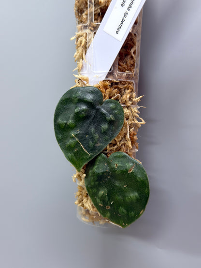 スキンダプサス ブラックマンバ  / Scindapsus black mamba (3)