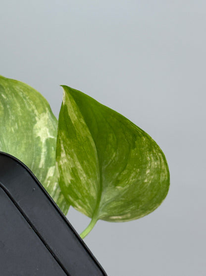 スキンダプサス パラヒヤンガン トリカラー  / Scindapsus parahyangan tricolor  (2)