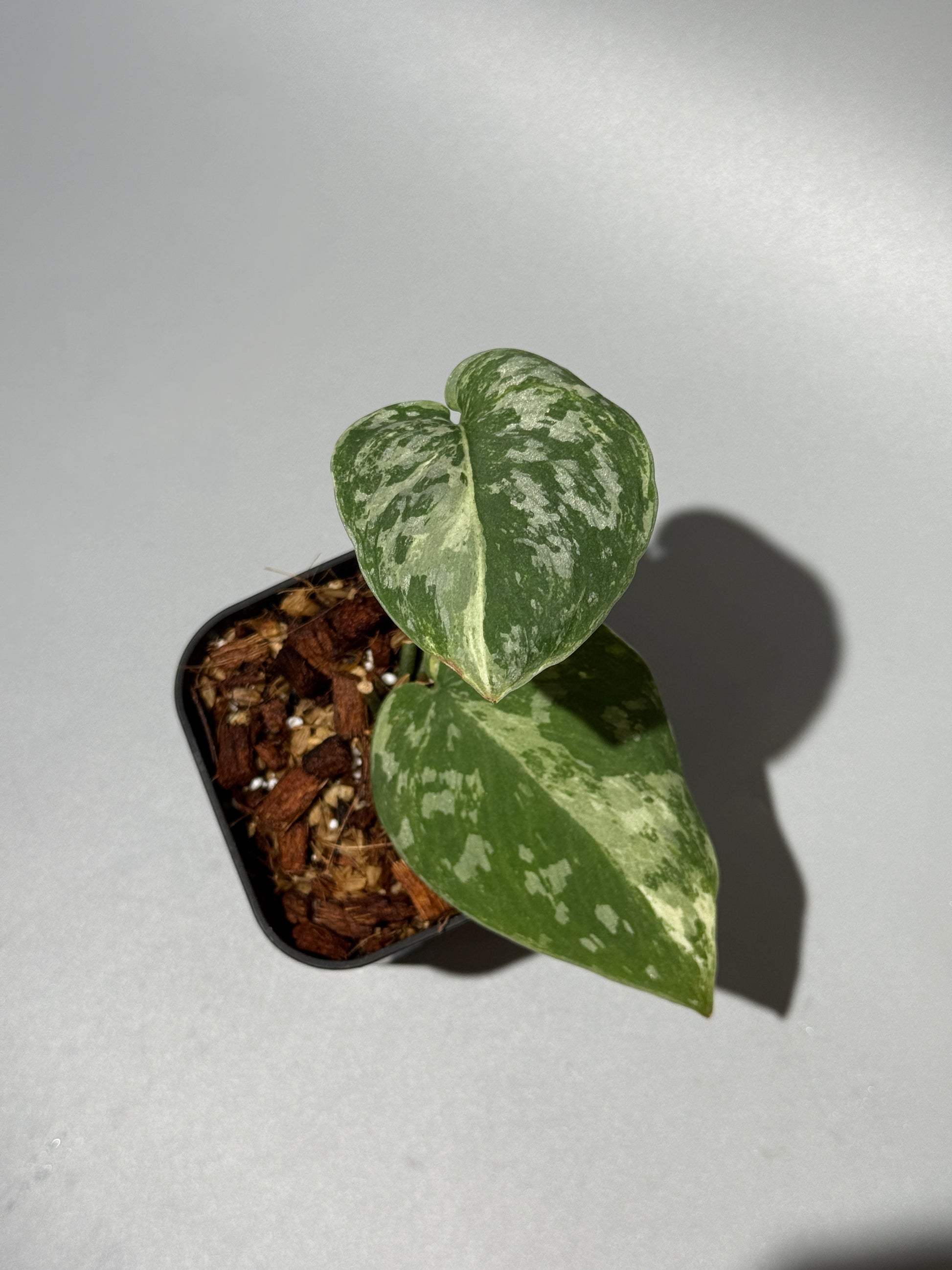 スキンダプサス ホワイトクロコダイル / Scindapsus White crocodile (1)