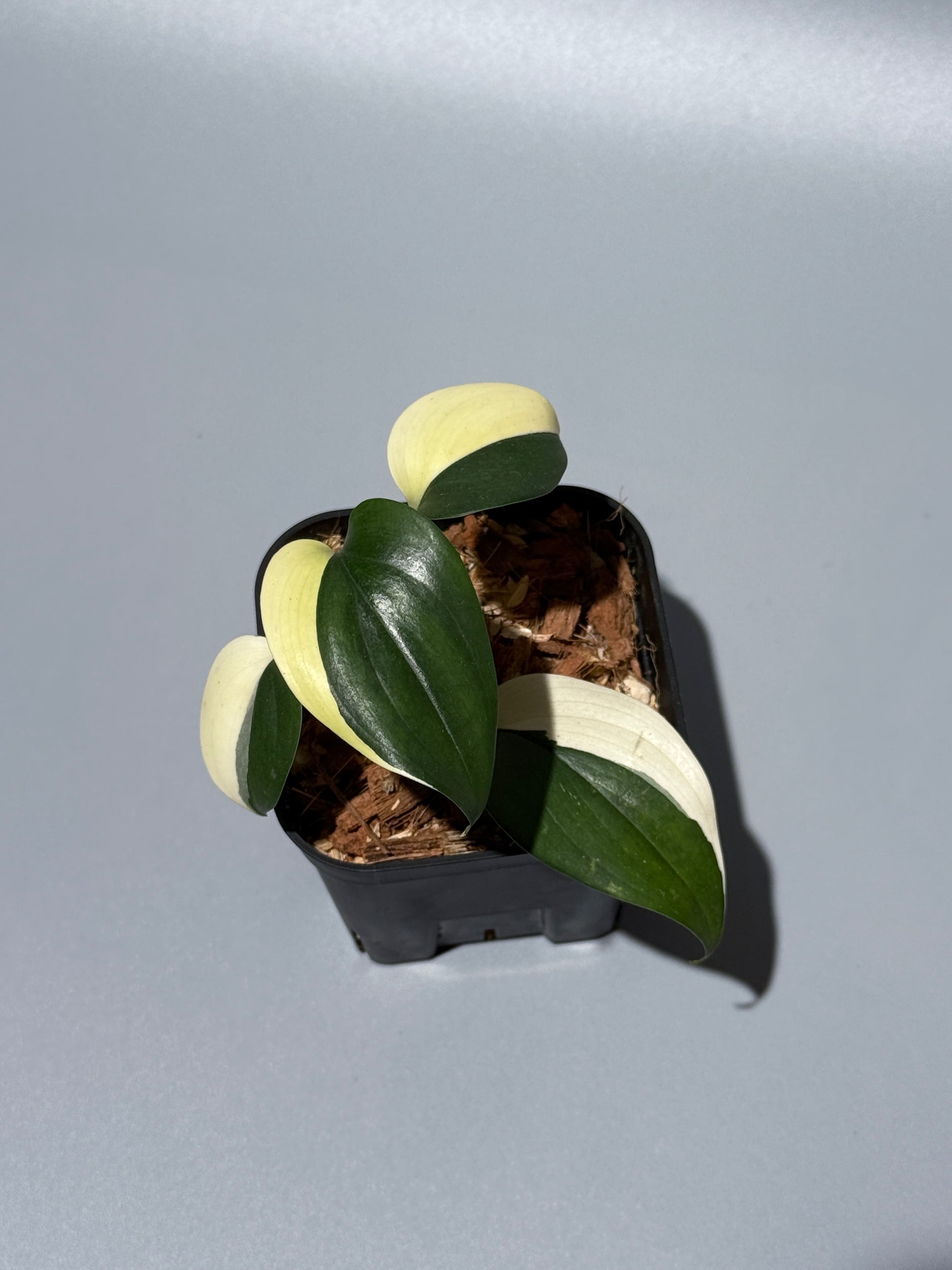 スキンダプサス ブルーアルボ  / Scindapsus Blue albo (1)