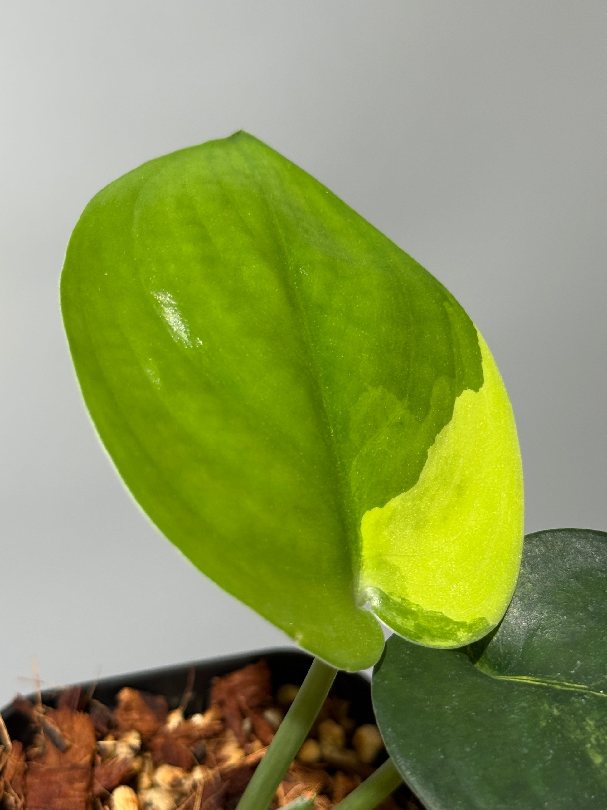 スキンダプサス ジェイドサテン オーレア  / Scindapsus jadesatin aurea (1)