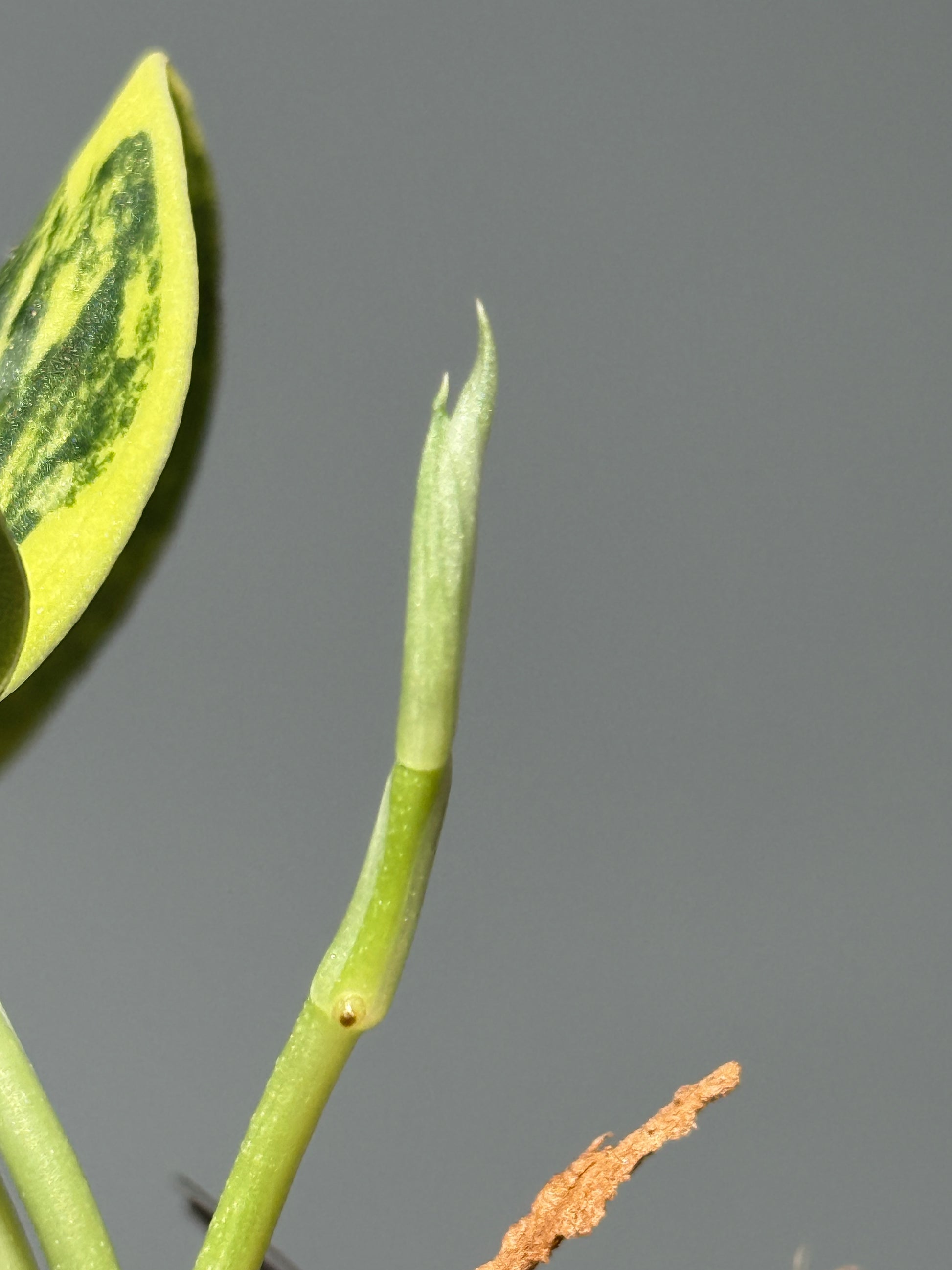 スキンダプサス グリーン ダイヤモンド / Scindapsus Green diamond (2)