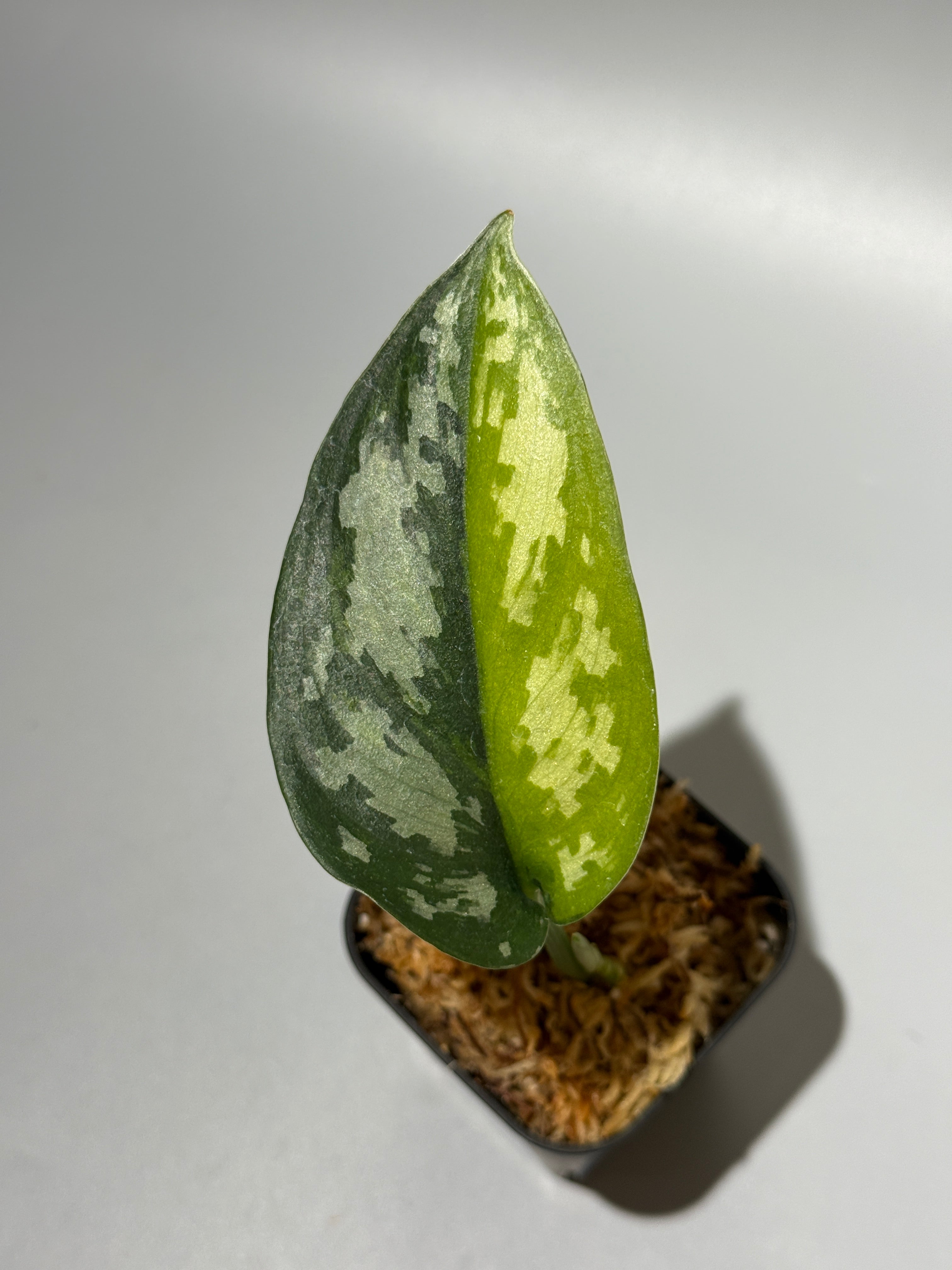 All Plants – Nakayama-Plants