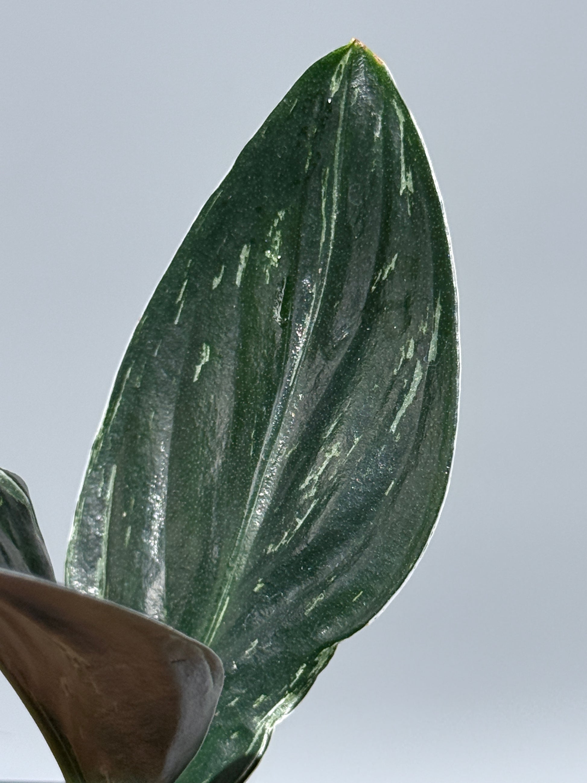 スキンダプサス トレビー ダークフォーム ミューテーション/Scindapsus Treubii darkform mutation (3)