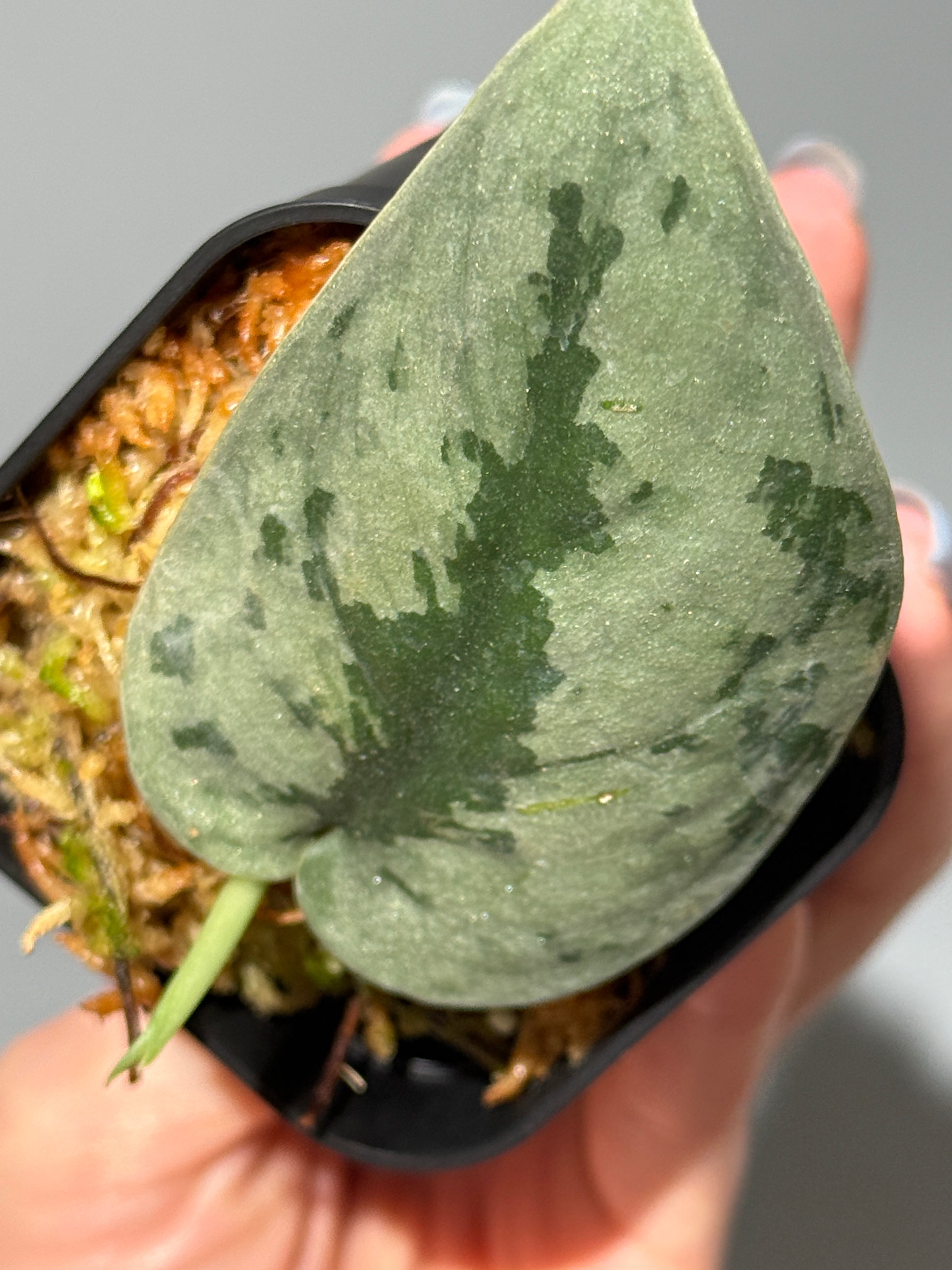 スキンダプサス Sp. イロコス / Scindapsus Sp.ilocos (1)