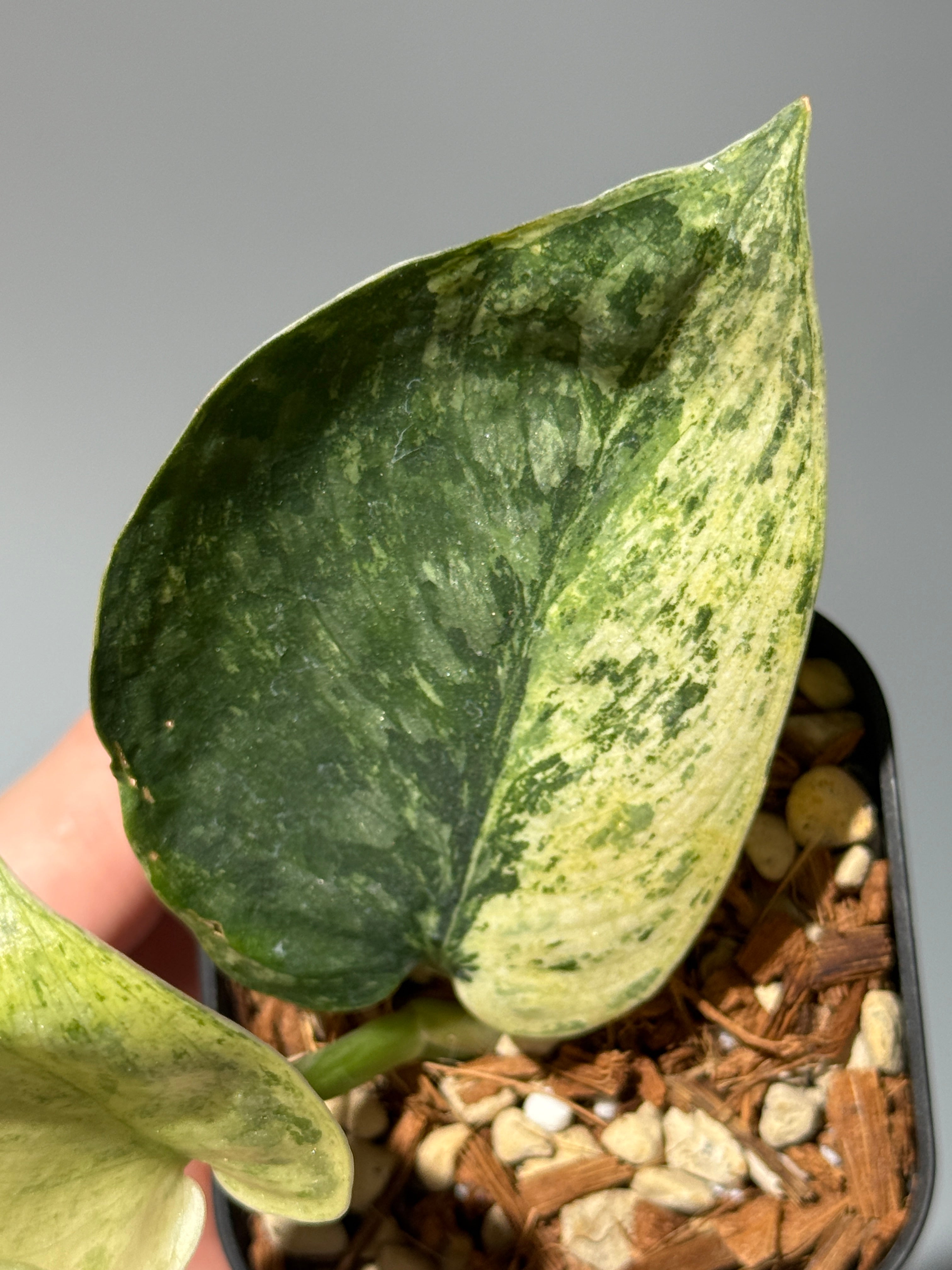 All Plants – Nakayama-Plants