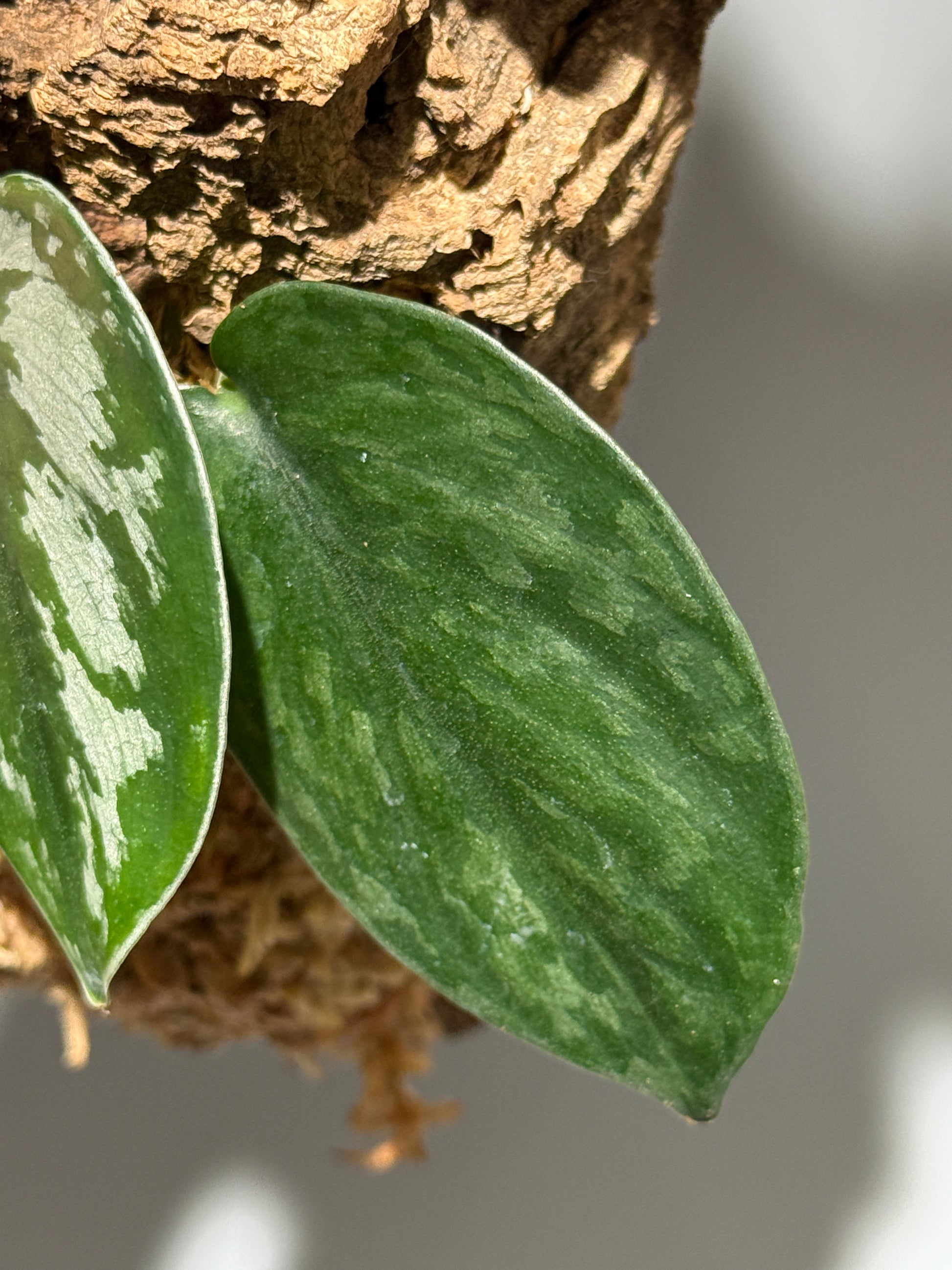 スキンダプサス Sp. カリマンタン / Scindapsus Sp.Kalimantan (C1)