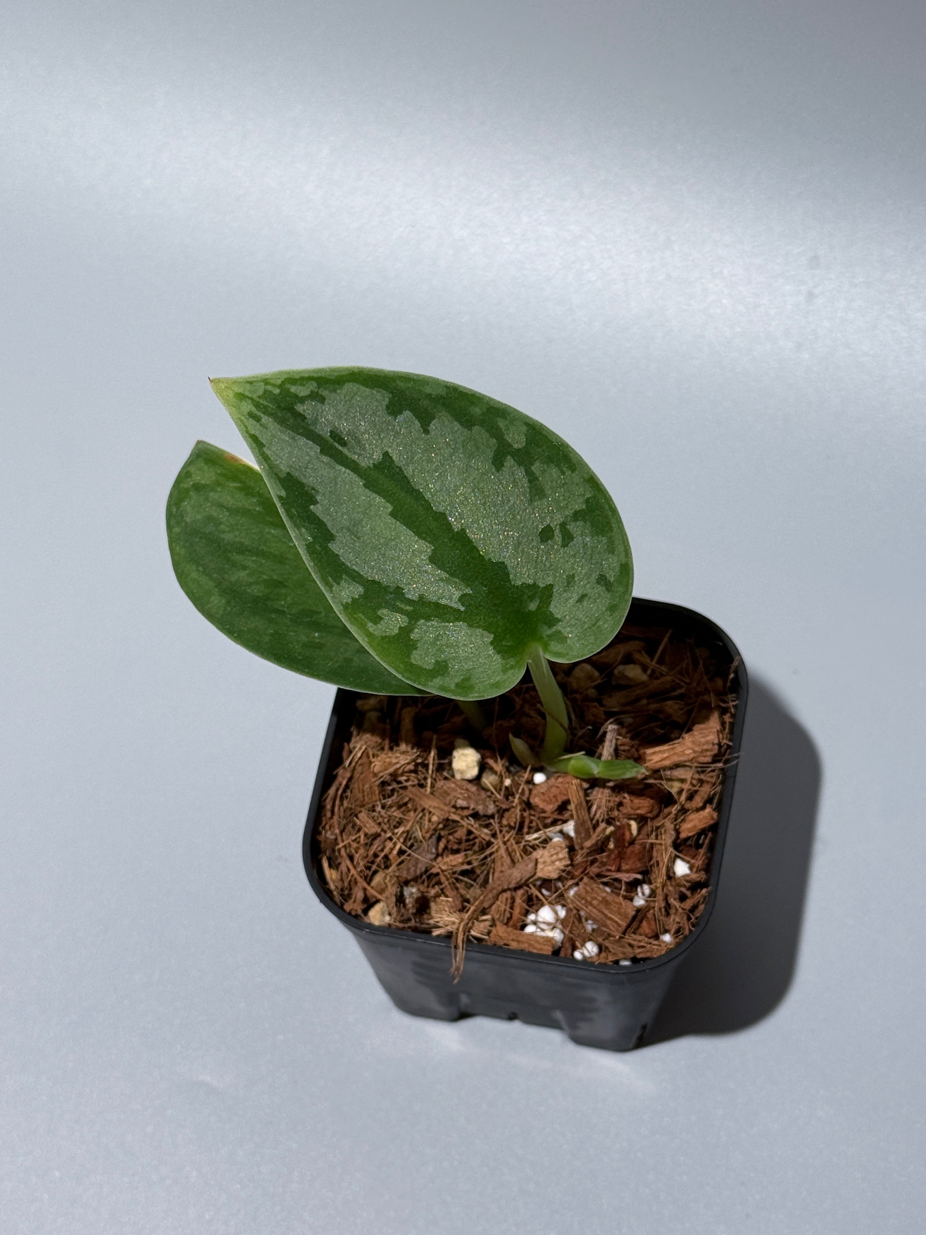 スキンダプサス パイソン / Scindapsus Python (1) – Nakayama-Plants