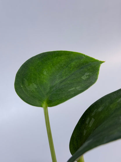 スキンダプサス グリーン エメラルド / Scindapsus green emerald (1)