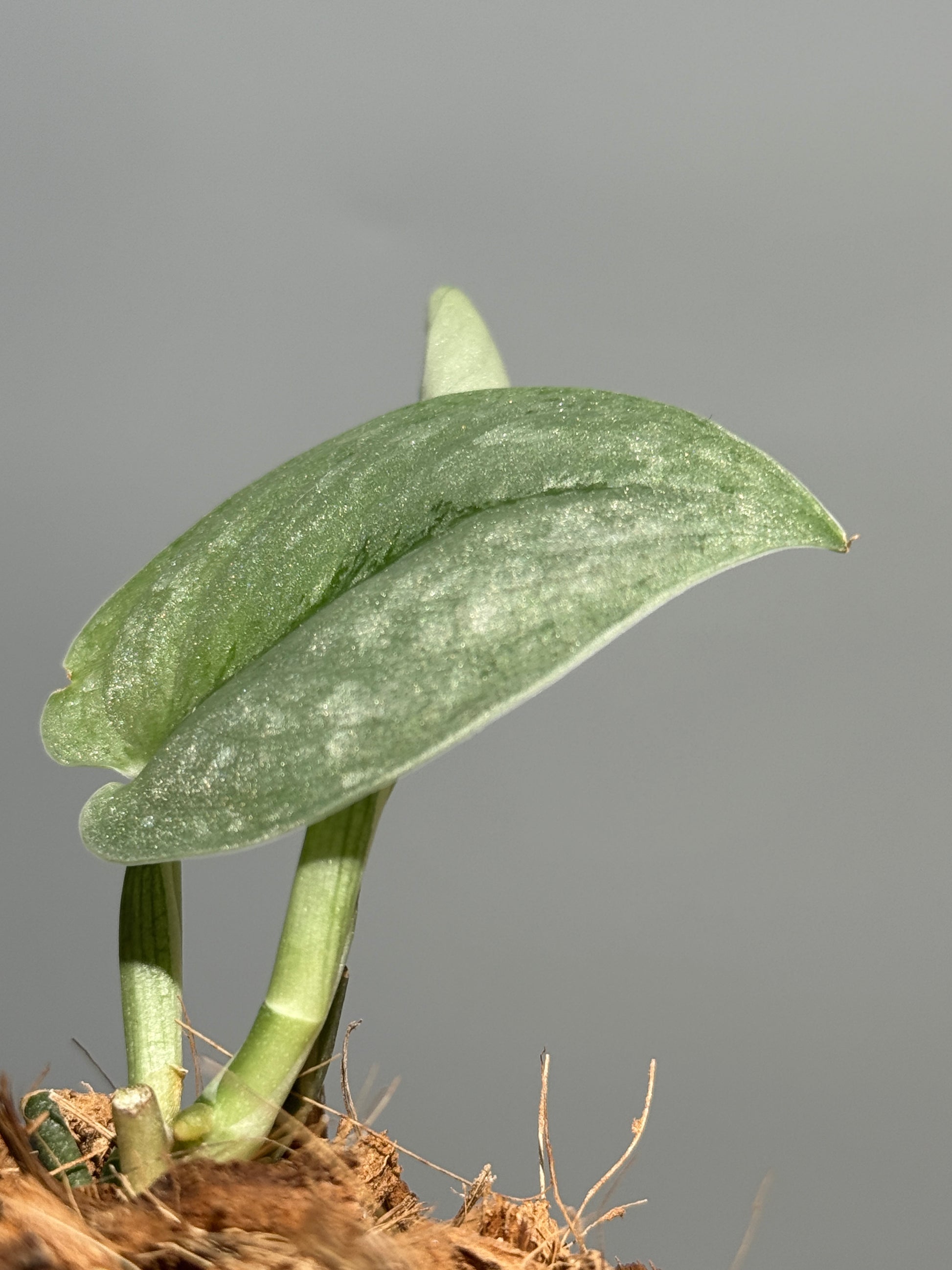 スキンダプサス シルバー スポット sp.カリマンタン / Scindapsus Silver spot sp.Kalimantan (1)