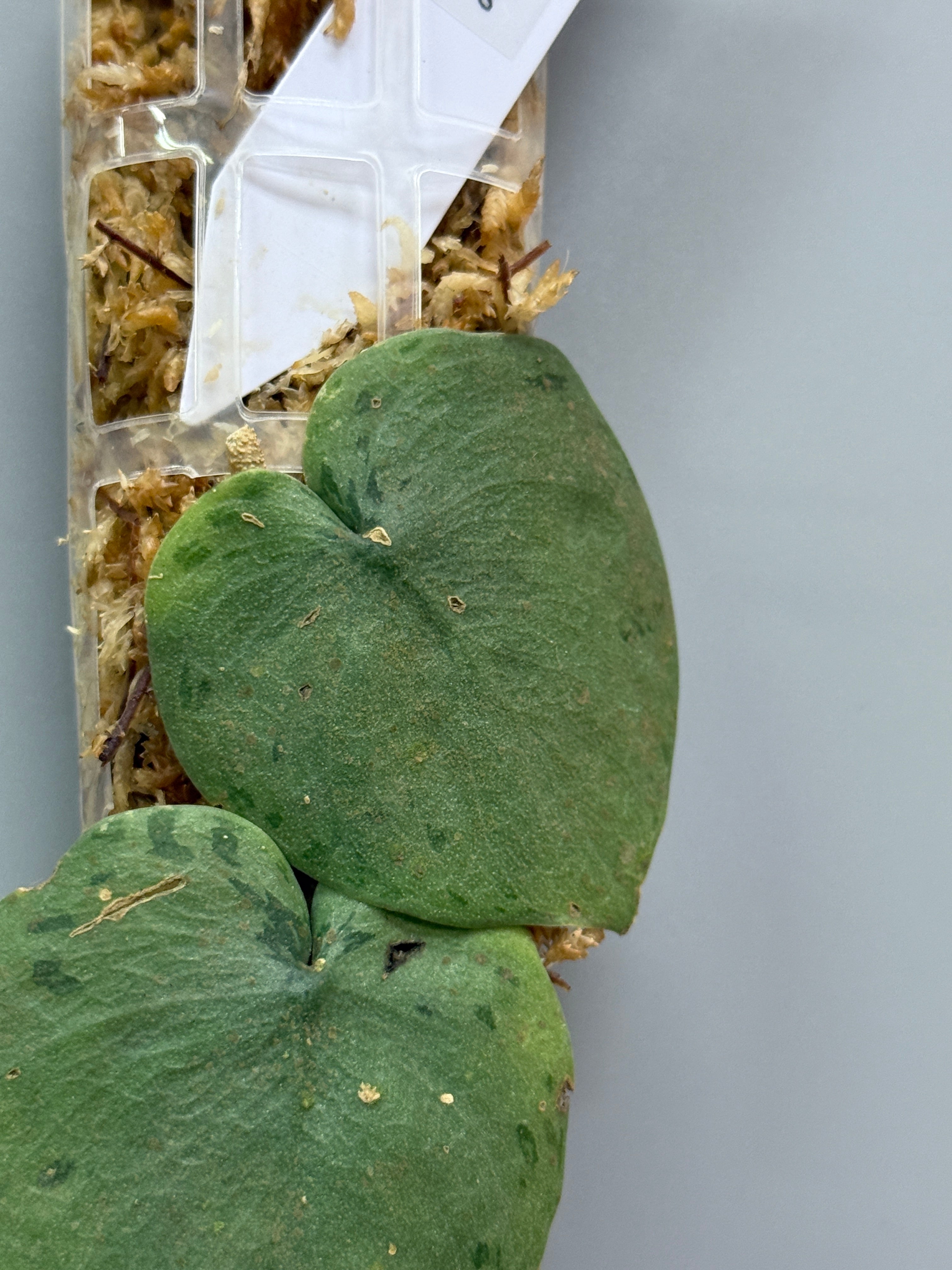 スキンダプサス シルバー タートル / Scindapsus Silver turtle (1