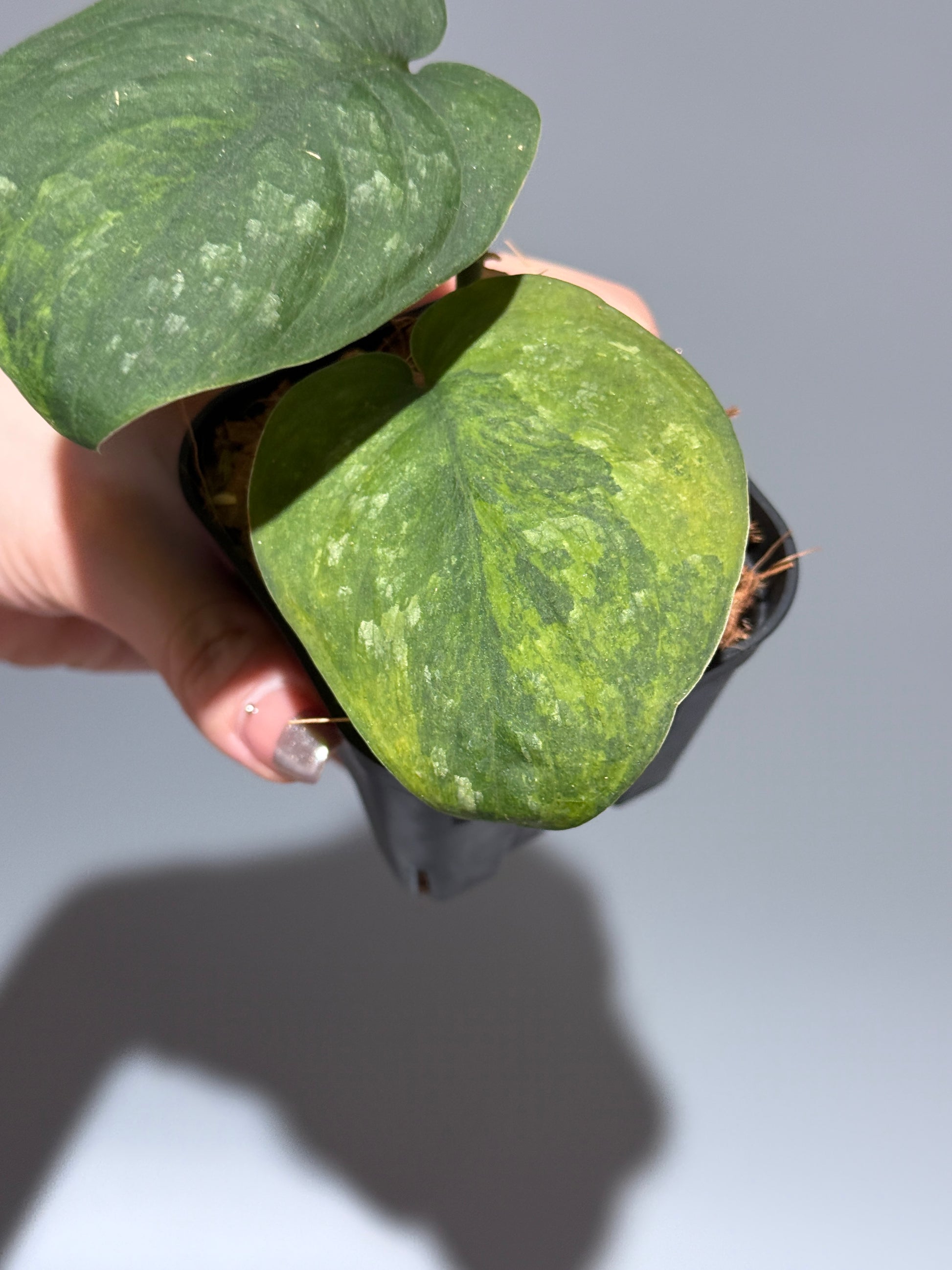 スキンダプサス グリーン ドラゴン / Scindapsus Green dorgon (1)