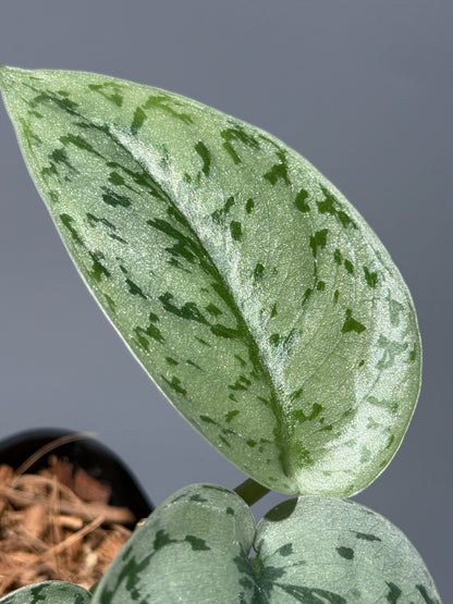 スキンダプサス シルバーレディ / Scindapsus silver lady (3)