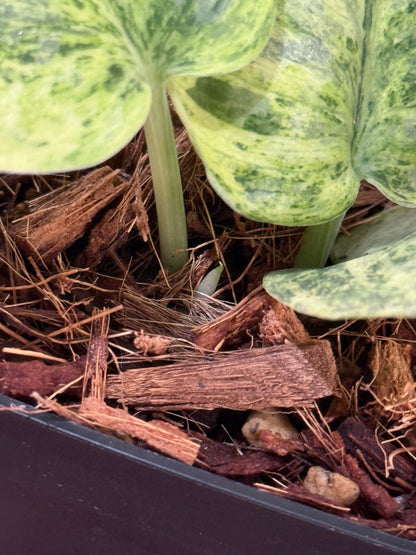 スキンダプサス テンバガ  / Scindapsus Tembaga (4)