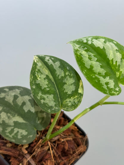 スキンダプサス バクダパティ / Scindapsus bakudapati (4)