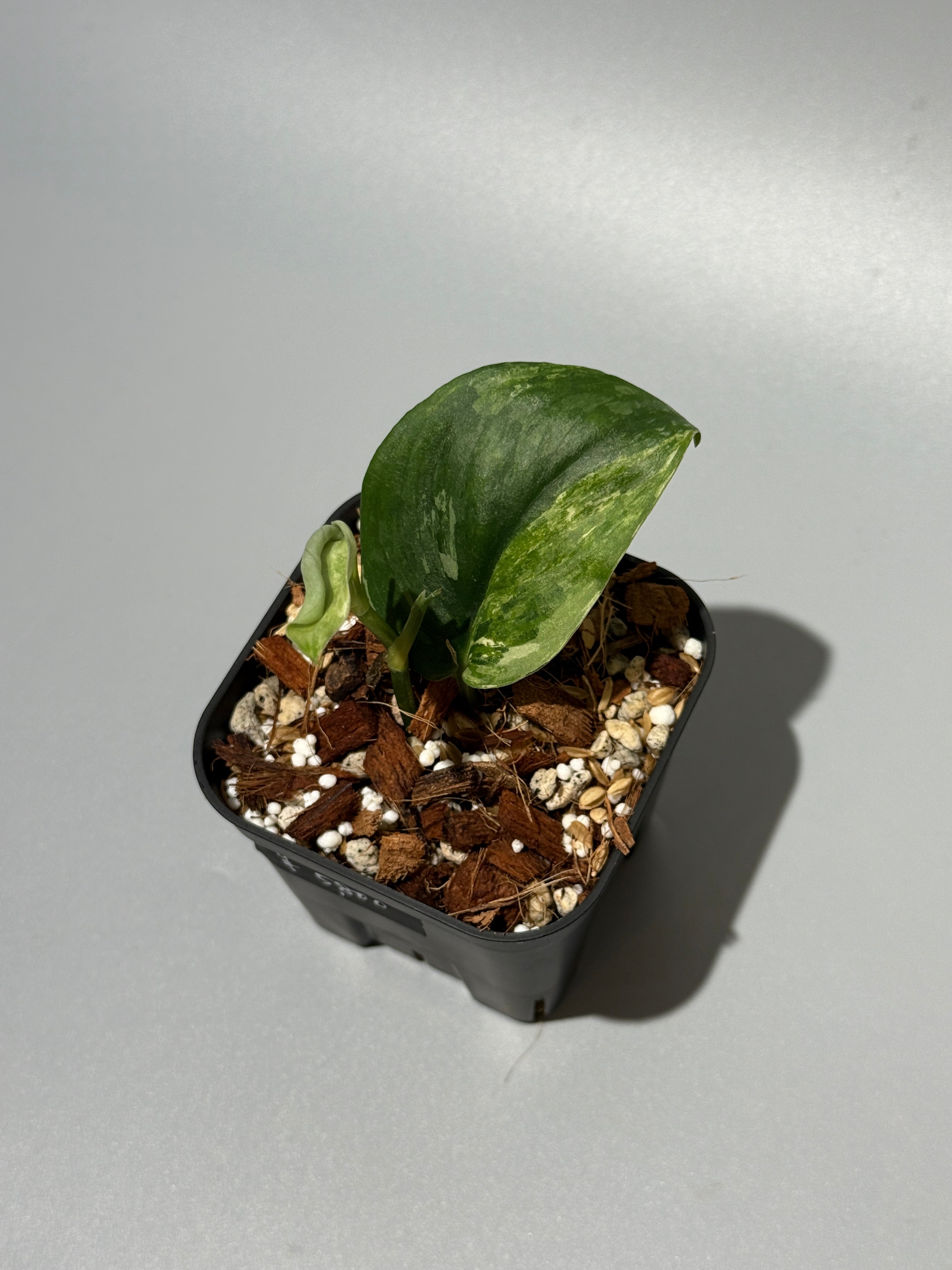 All Plants – Page 2 – Nakayama-Plants