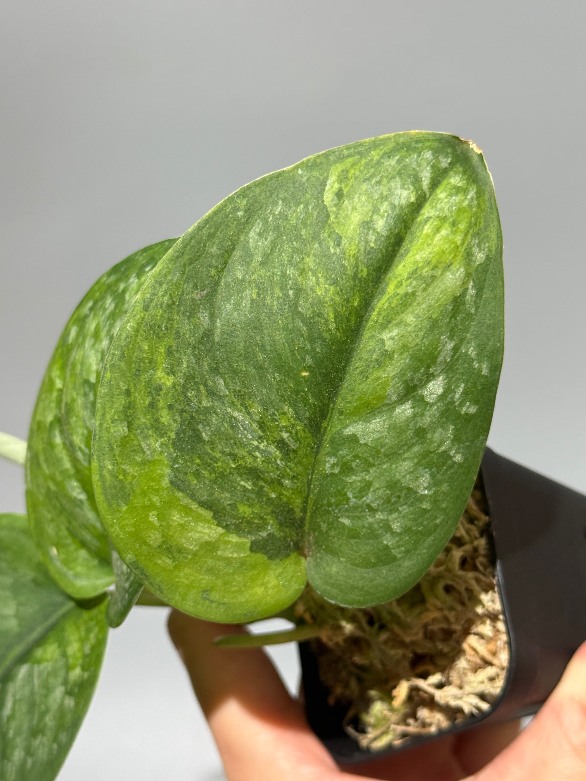 スキンダプサス グリーン ドラゴン / Scindapsus Green dorgon (3)