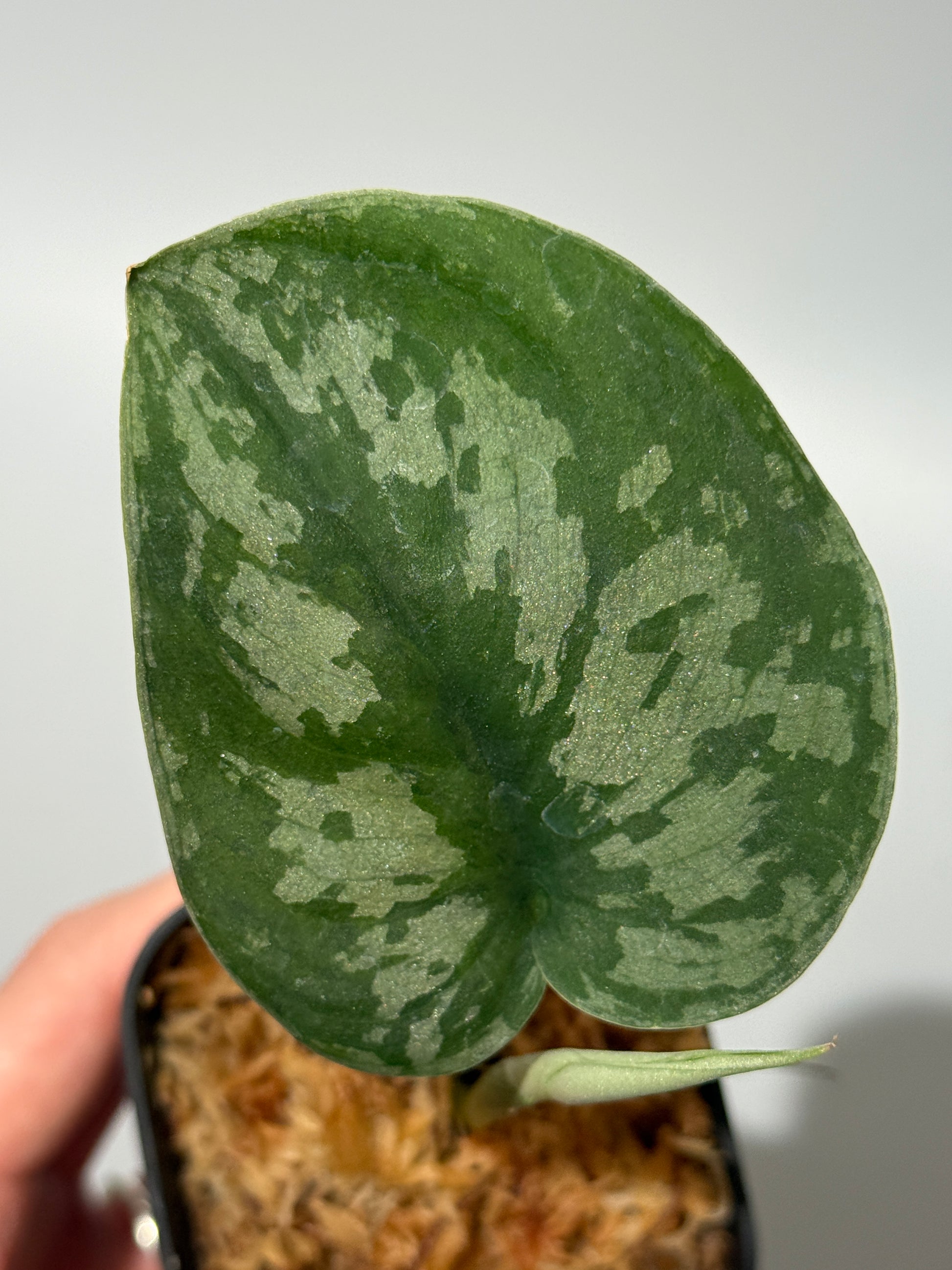 スキンダプサス マカロ / Scindapsus macaro (1)