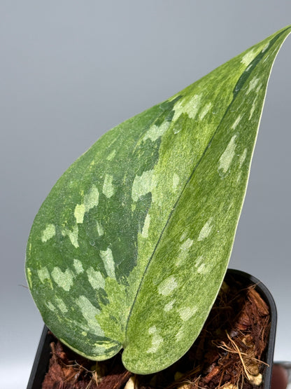 スキンダプサス マッチャ / Scindapsus matcha (3)